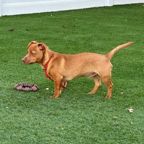 Cooper, a Adoptable mixed breed in Verona, NJ image 3/4