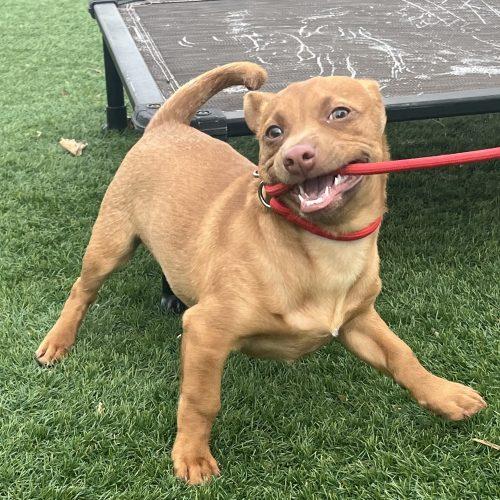 Cooper, a Adoptable mixed breed in Verona, NJ image 4/4