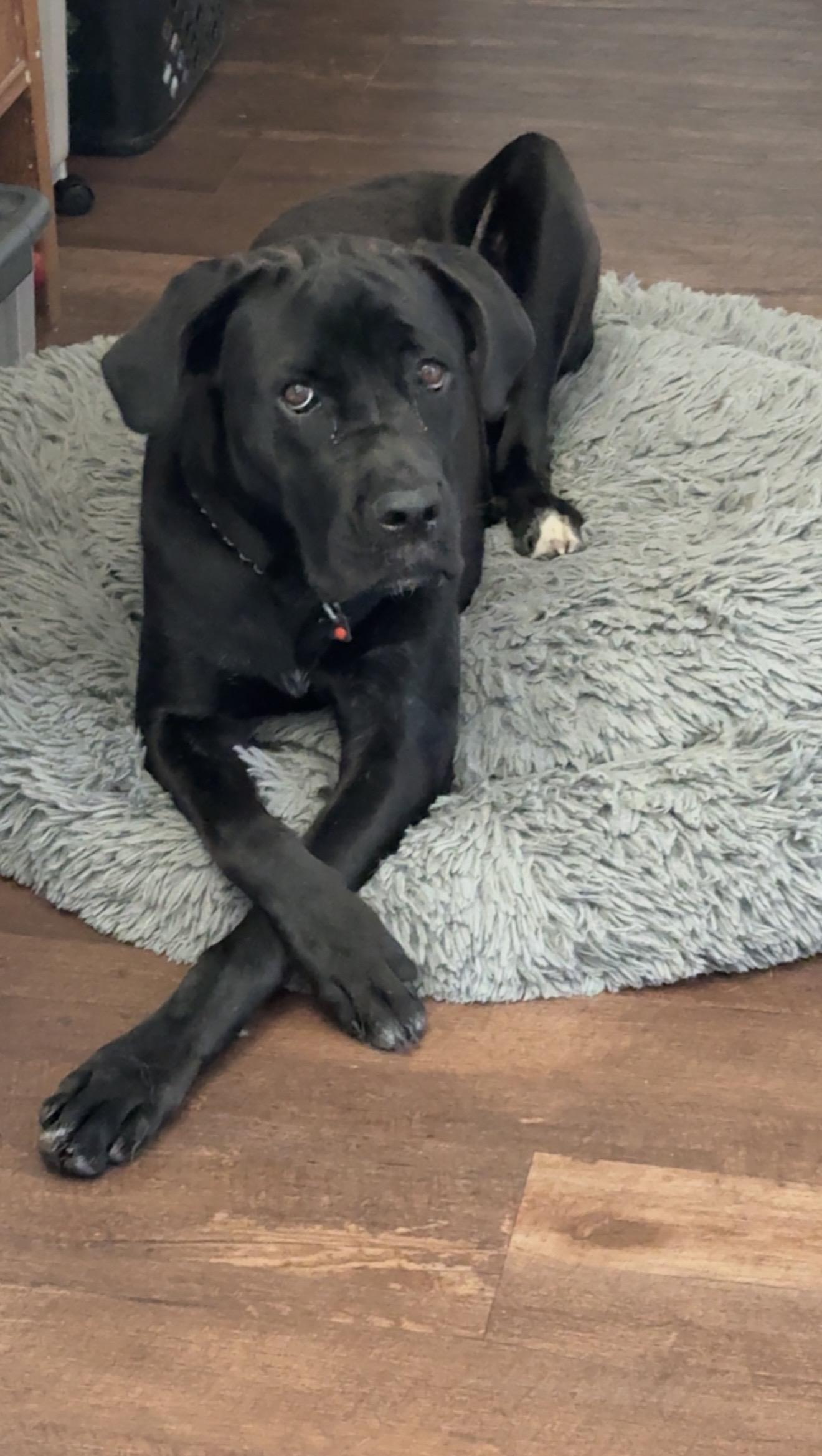 Enlarge Mavis, a Adoptable Cane Corso in Yucaipa, CA image 3/3