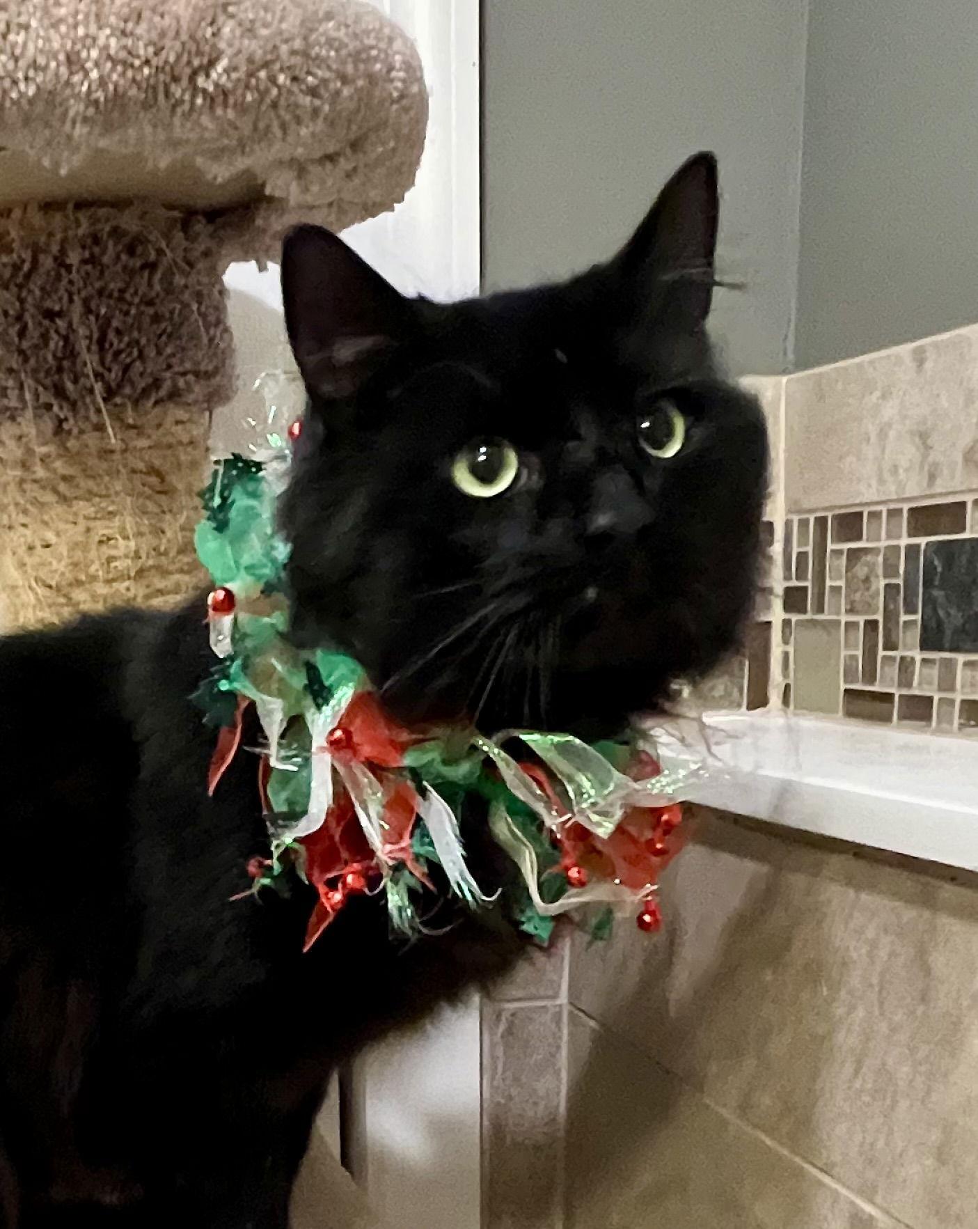 Thor - FIV+, Adoptable, Adult Male Domestic Long Hair.