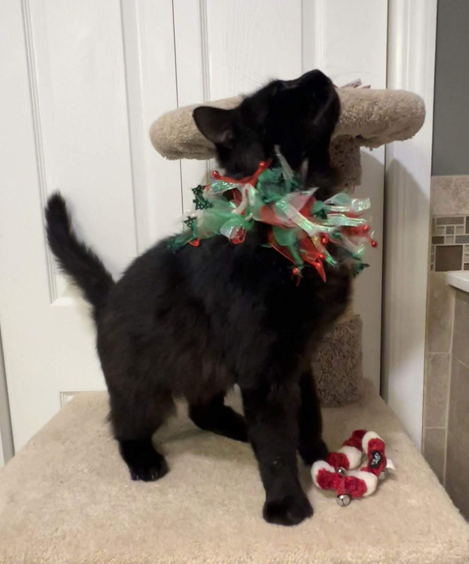 Thor - FIV+, a Adoptable mixed breed in Ringwood, NJ image 2/2