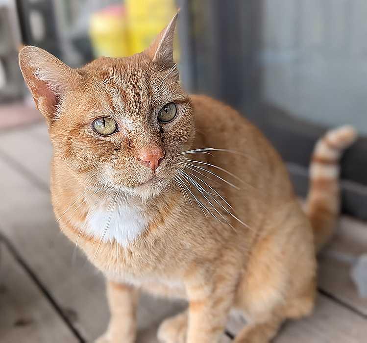 BLAZE, an adoptable Domestic Short Hair in Sequim, WA, 98382 | Photo Image 6
