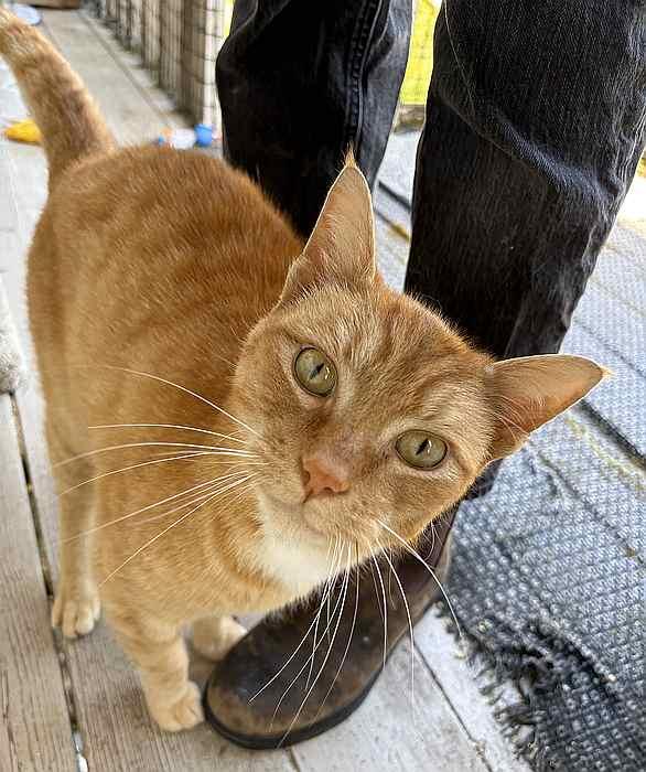 BLAZE, an adoptable Domestic Short Hair in Sequim, WA, 98382 | Photo Image 2