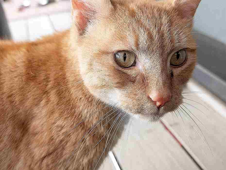 BLAZE, an adoptable Domestic Short Hair in Sequim, WA, 98382 | Photo Image 5