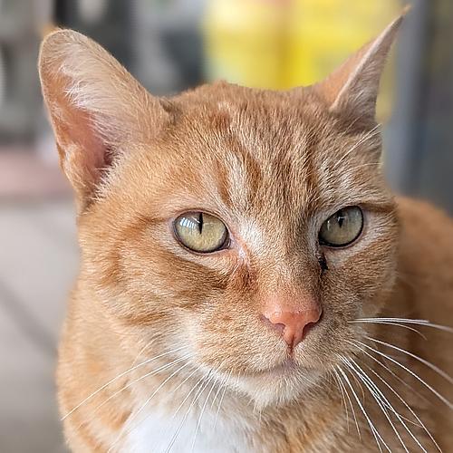 BLAZE, an adoptable Domestic Short Hair in Sequim, WA, 98382 | Photo Image 1