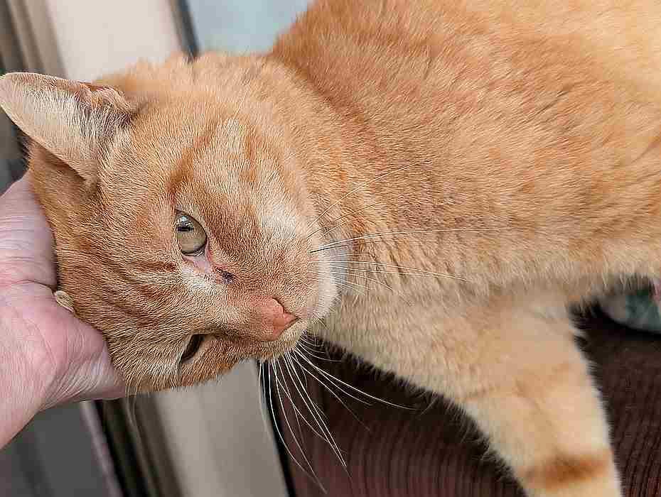 BLAZE, an adoptable Domestic Short Hair in Sequim, WA, 98382 | Photo Image 3