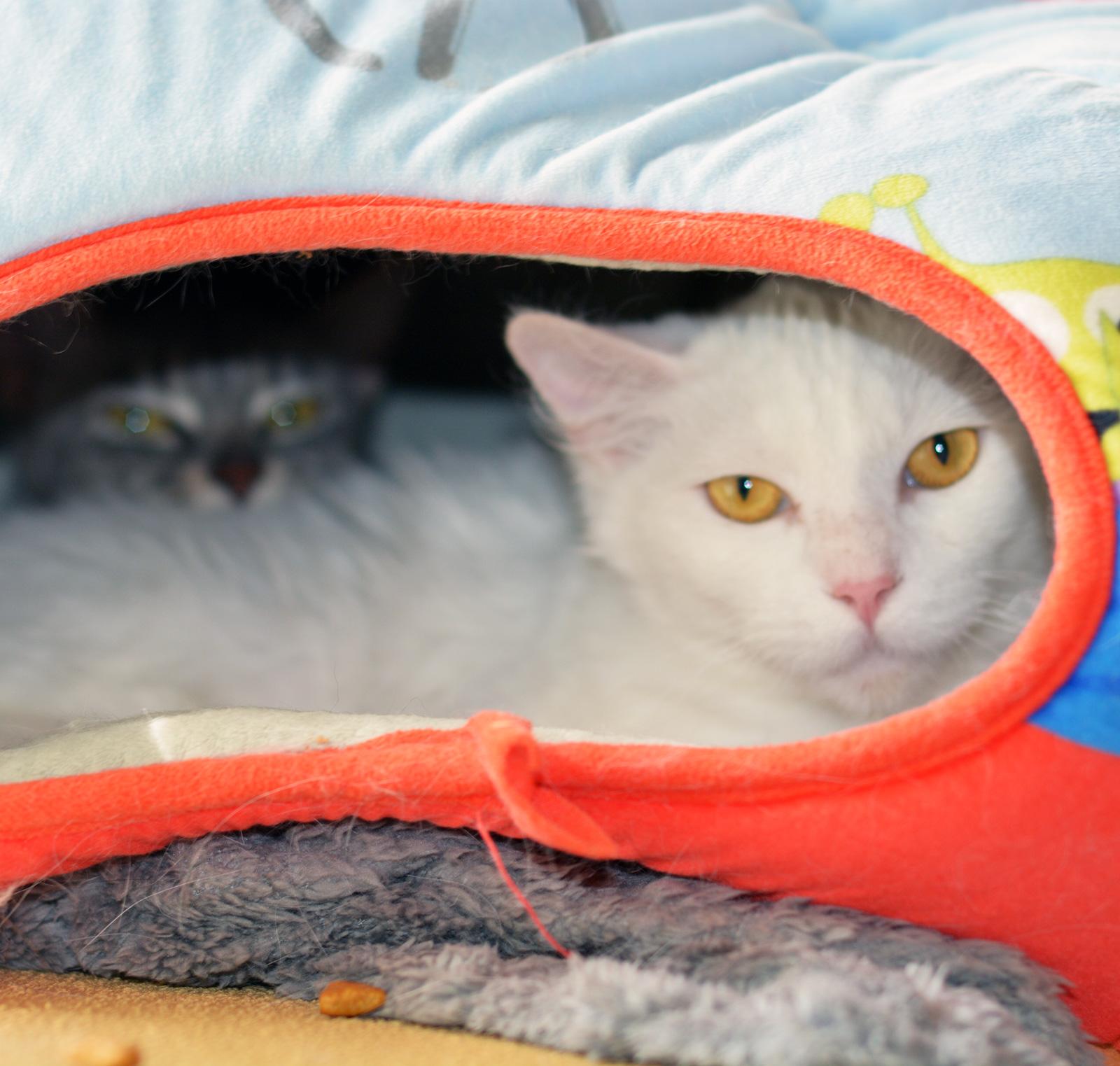 Enlarge CRACKLE , a ADOPTABLE Domestic Medium Hair in San Clemente, CA image 2/2