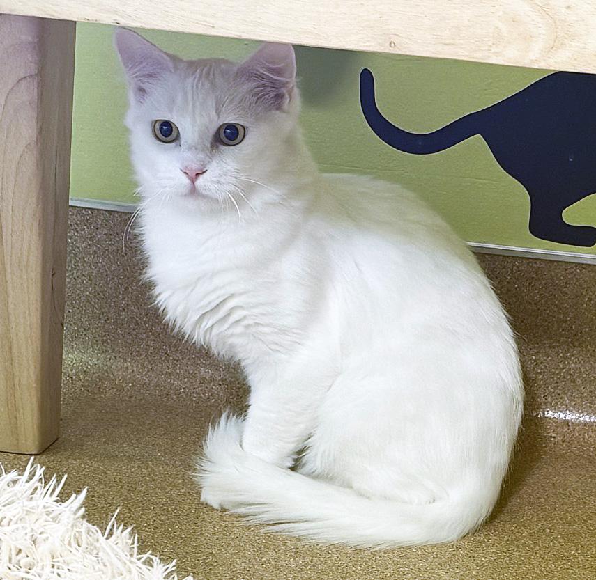 CRACKLE , ADOPTABLE, Adult Female Domestic Medium Hair.