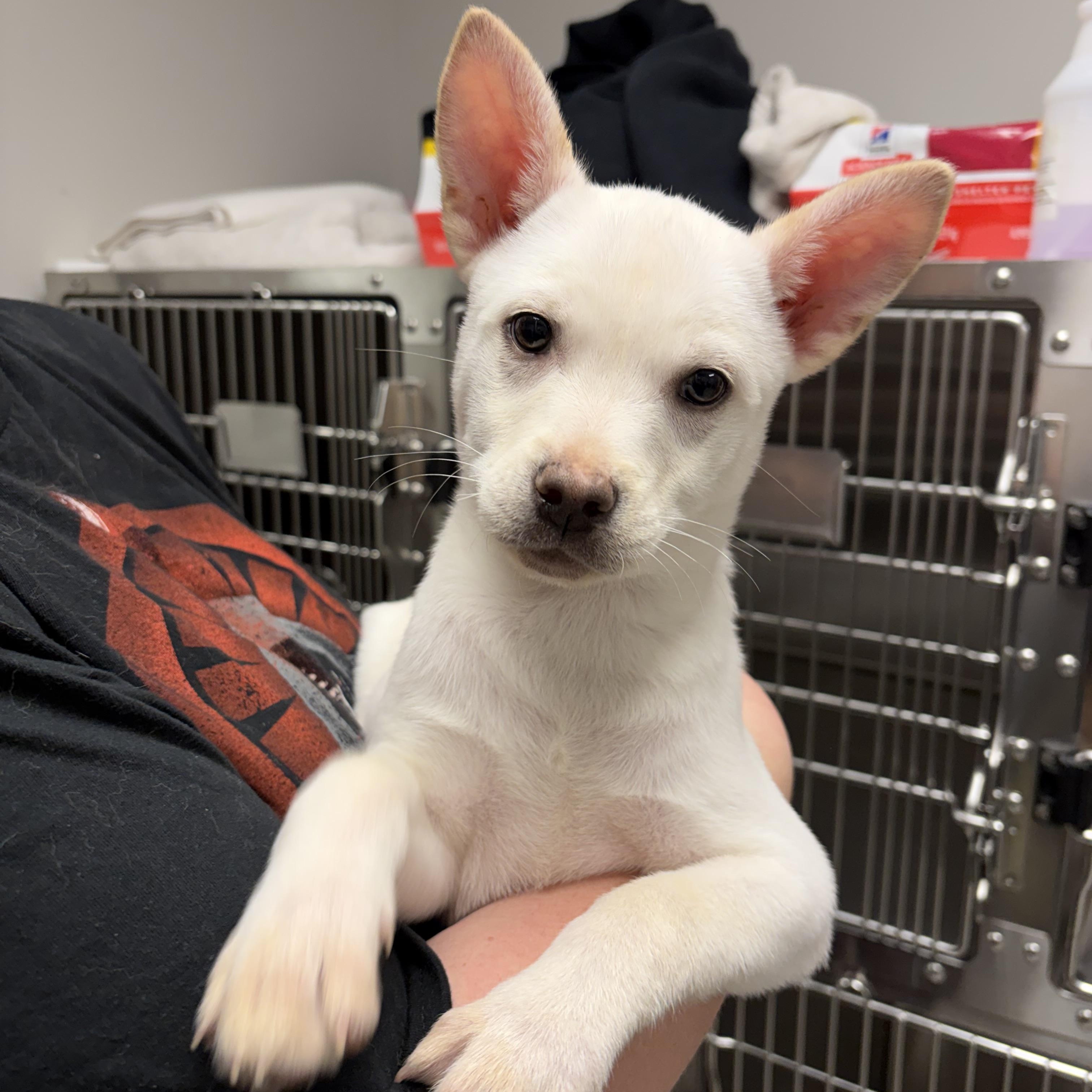 Tanana, Adoptable, Puppy Female Mixed Breed.