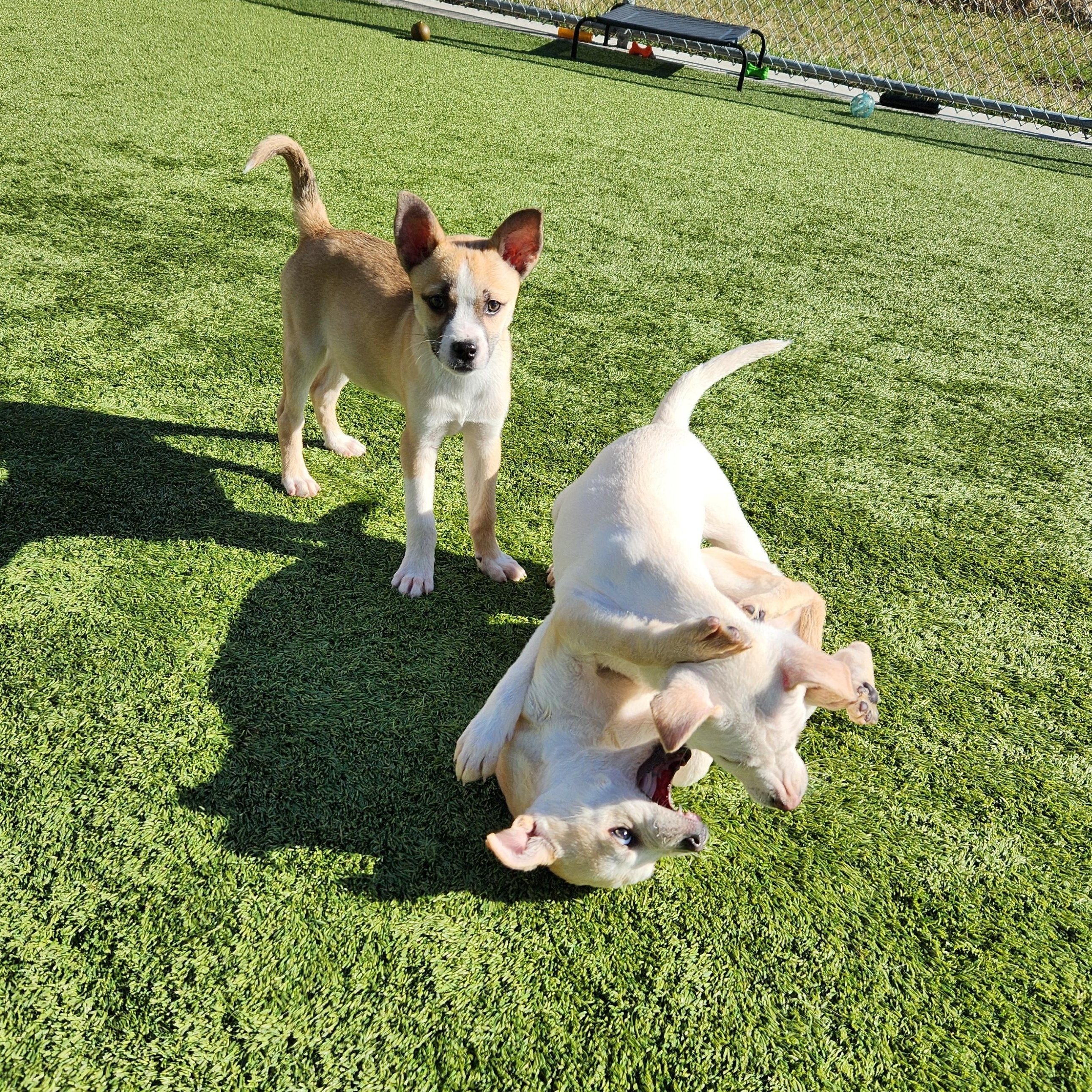 Enlarge Tanana, a Adoptable mixed breed in Liberty, MO image 4/5