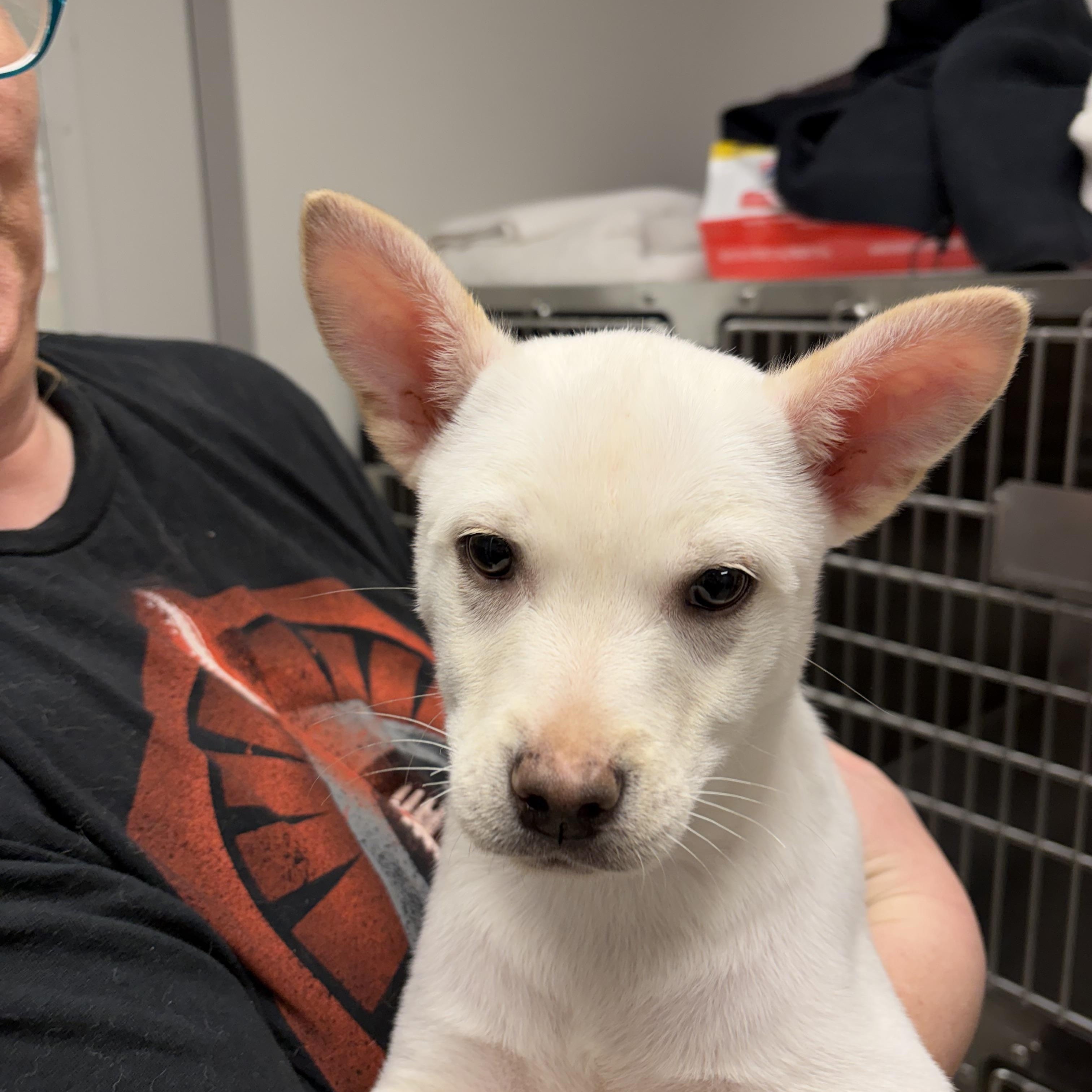 Enlarge Tanana, a Adoptable mixed breed in Liberty, MO image 3/5