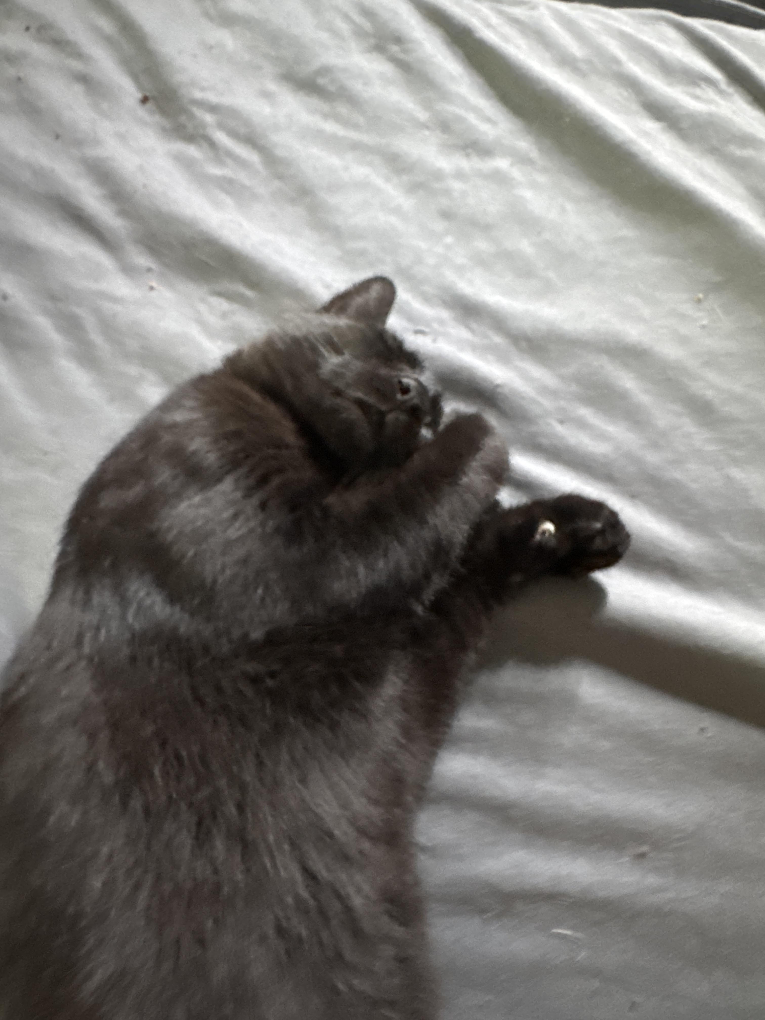 Enlarge PANTHER, a Adoptable Bombay in Kissimmee, FL image 6/6