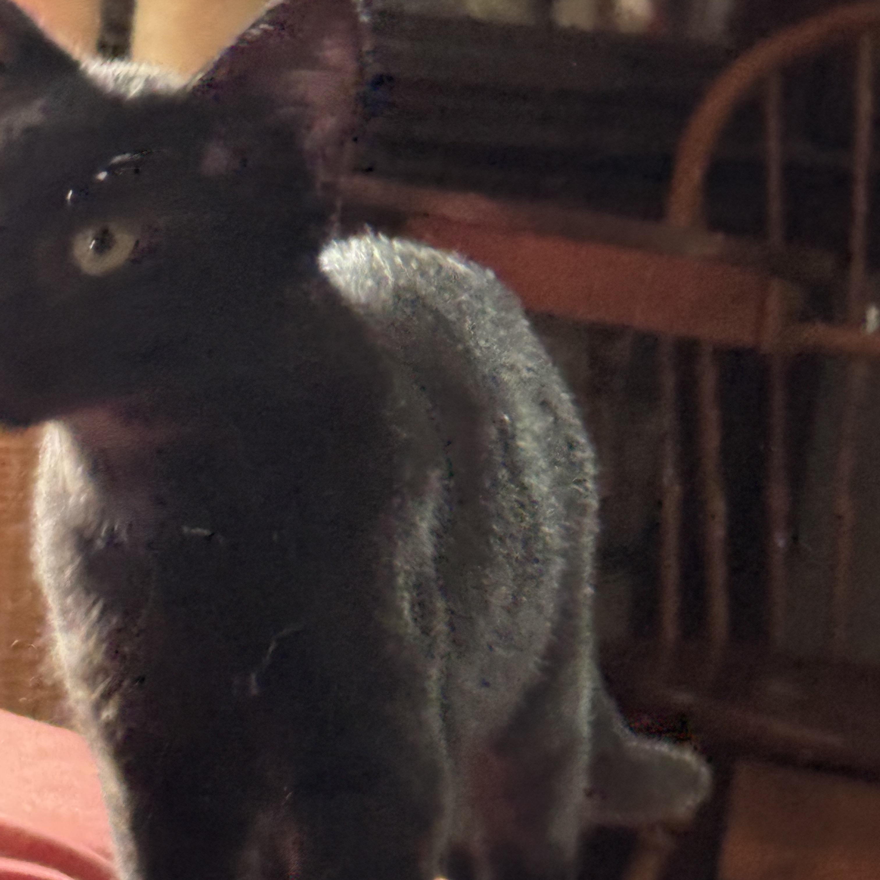 Enlarge PANTHER, a Adoptable Bombay in Kissimmee, FL image 5/6