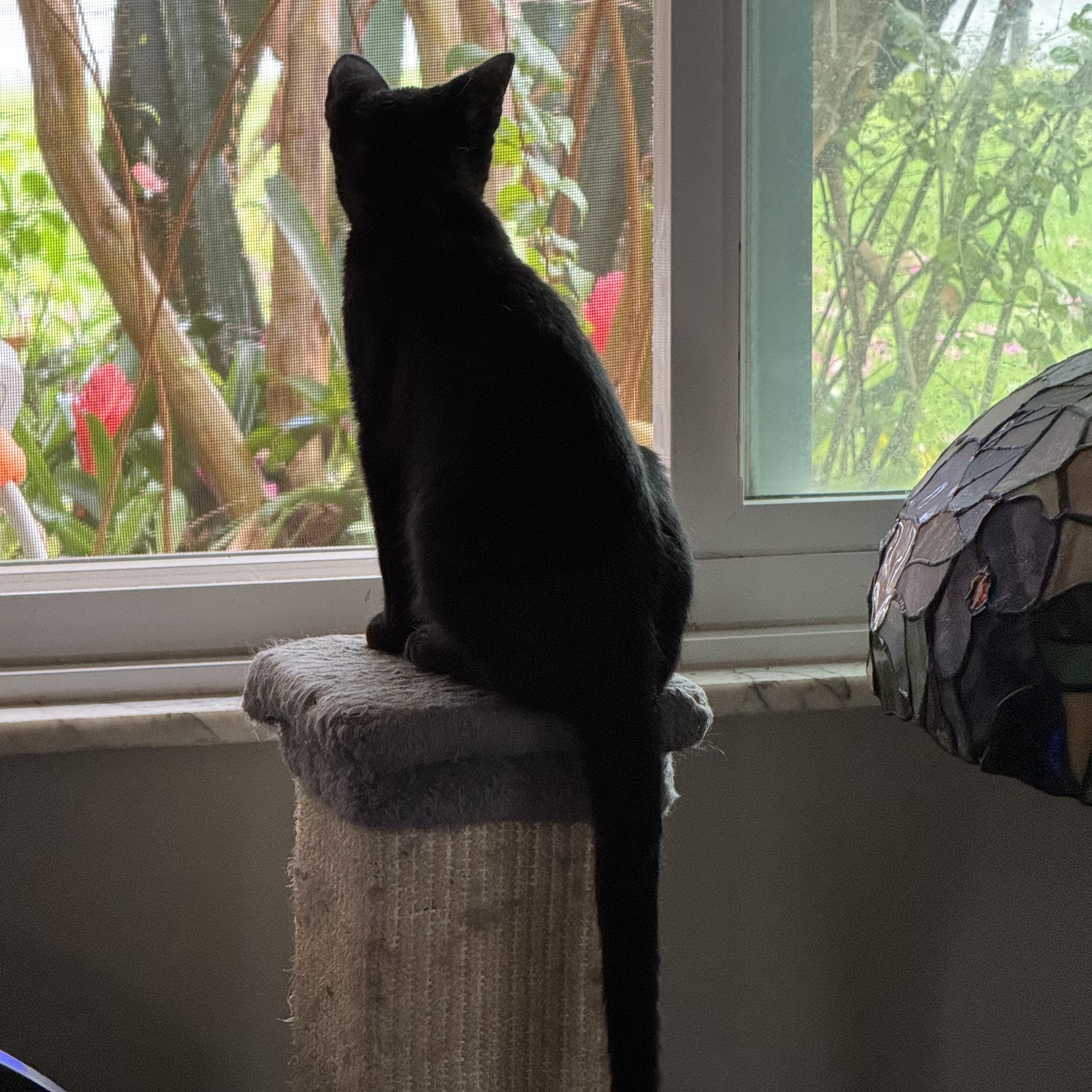 Enlarge PANTHER, a Adoptable Bombay in Kissimmee, FL image 1/6