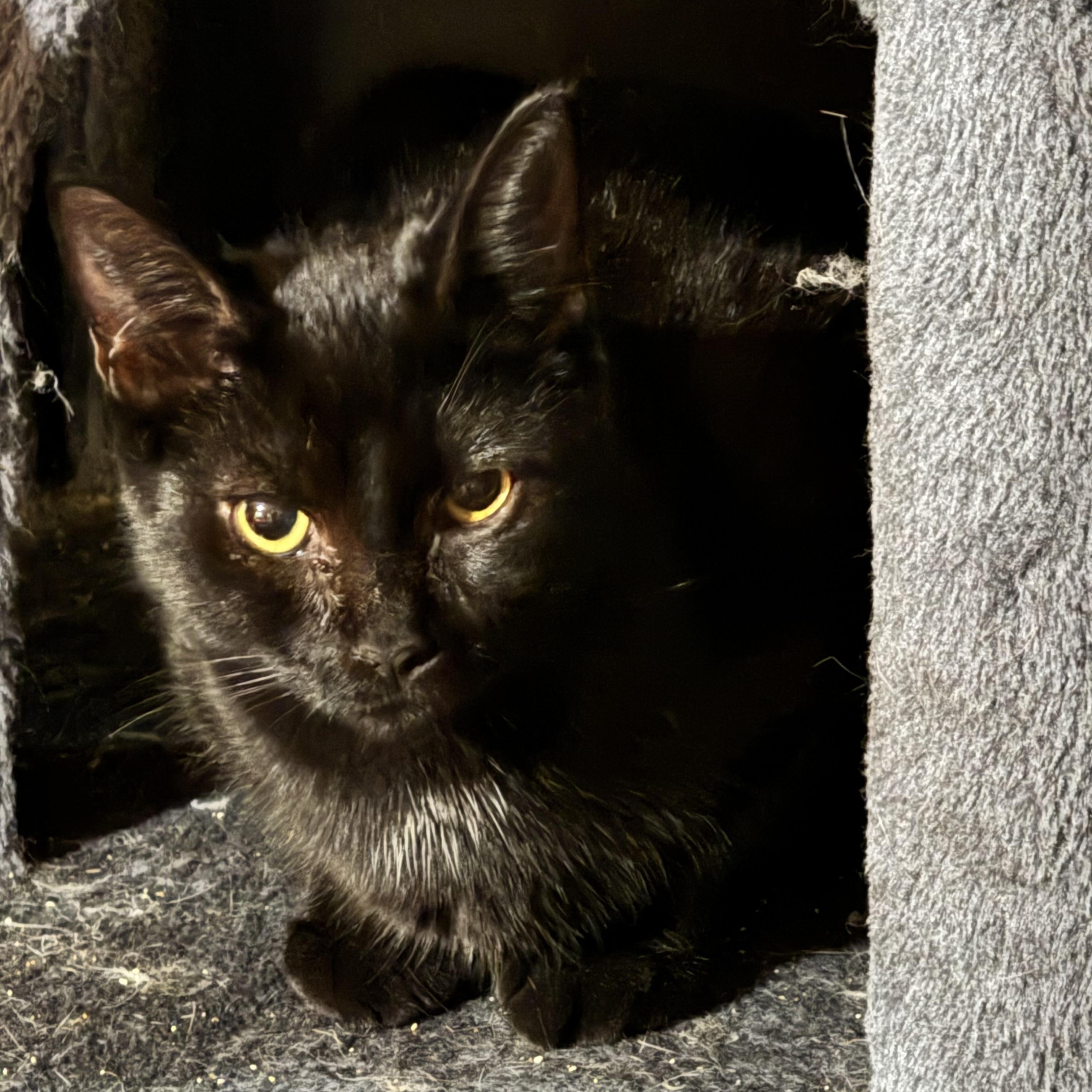 Enlarge PANTHER, a Adoptable Bombay in Kissimmee, FL image 4/6