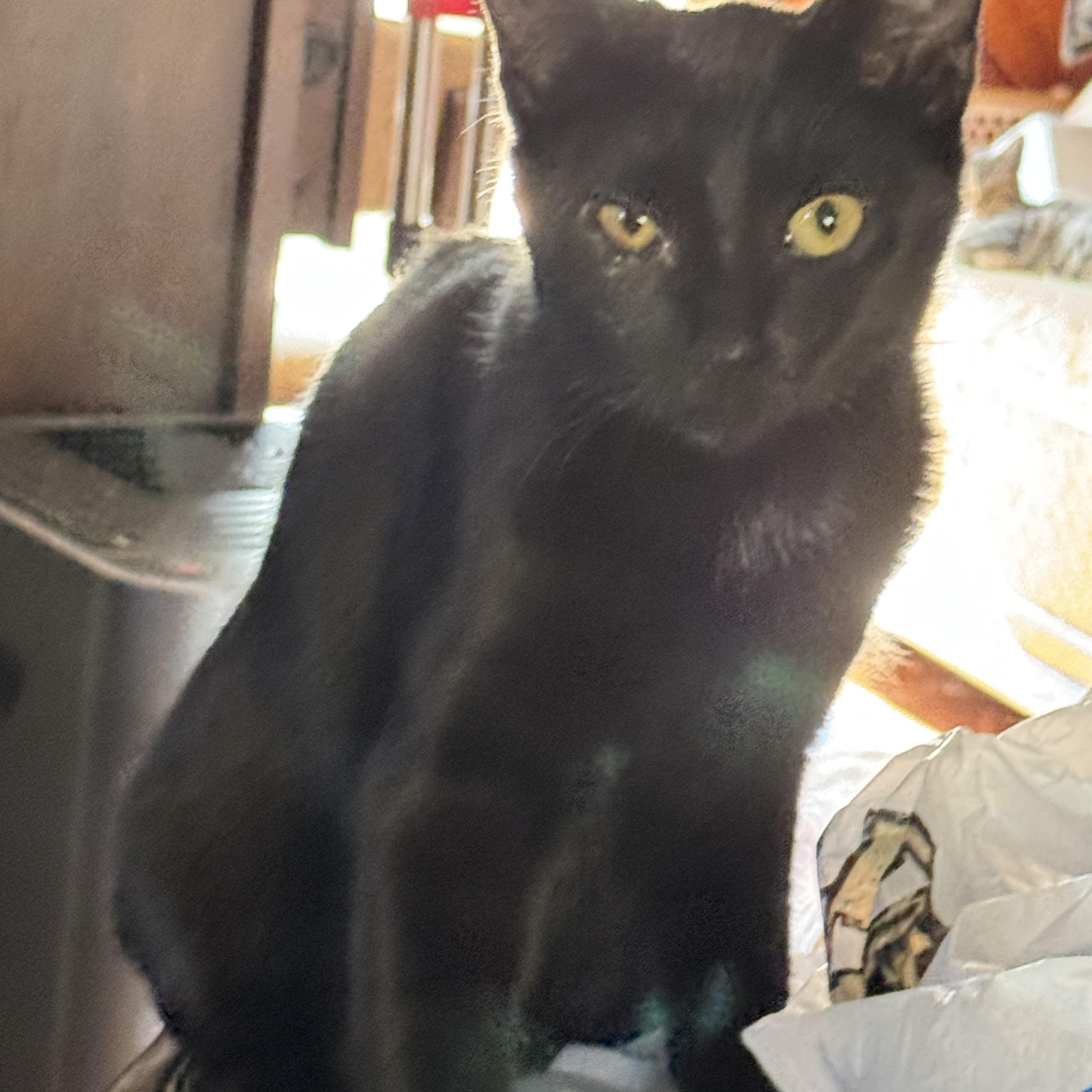 Enlarge PANTHER, a Adoptable Bombay in Kissimmee, FL image 6/6