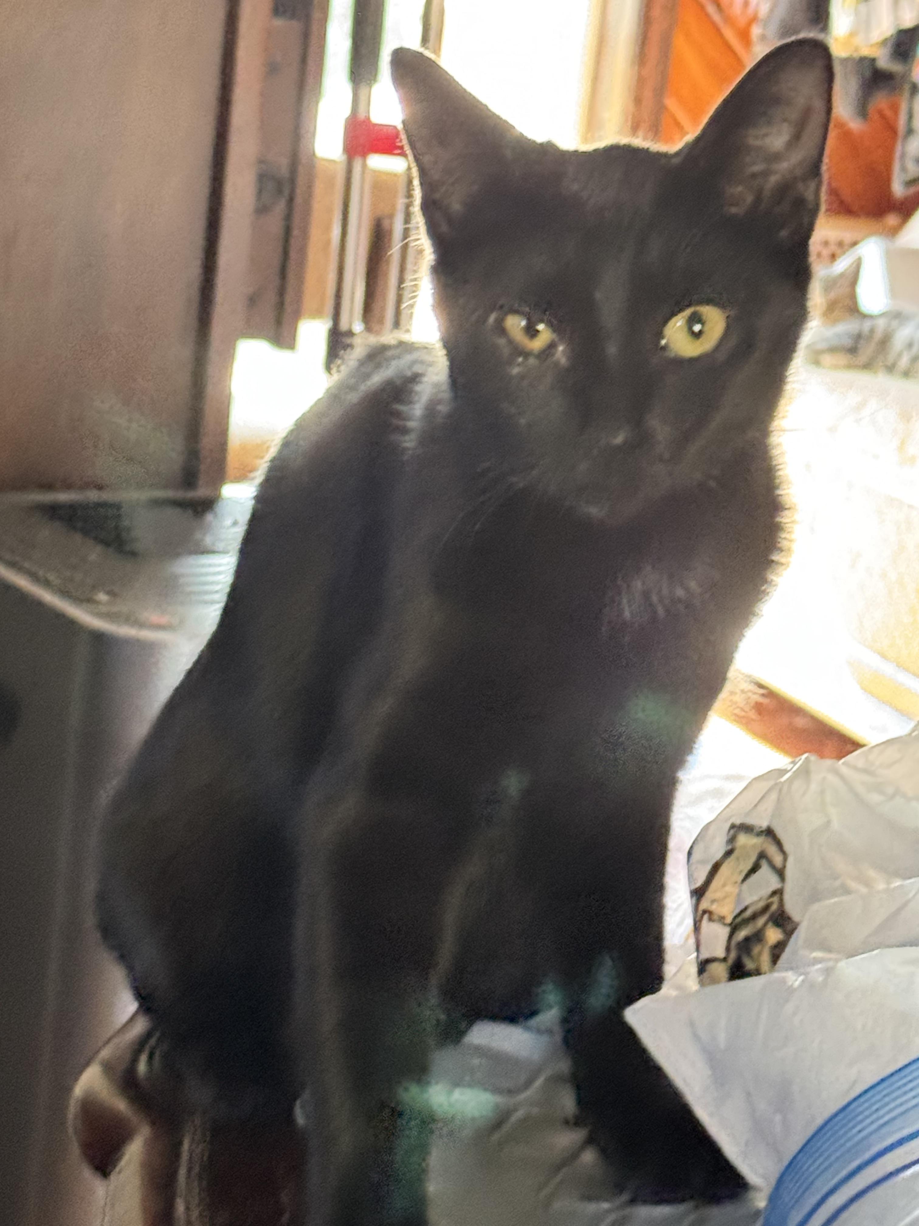 Enlarge PANTHER, a Adoptable Bombay in Kissimmee, FL image 2/6