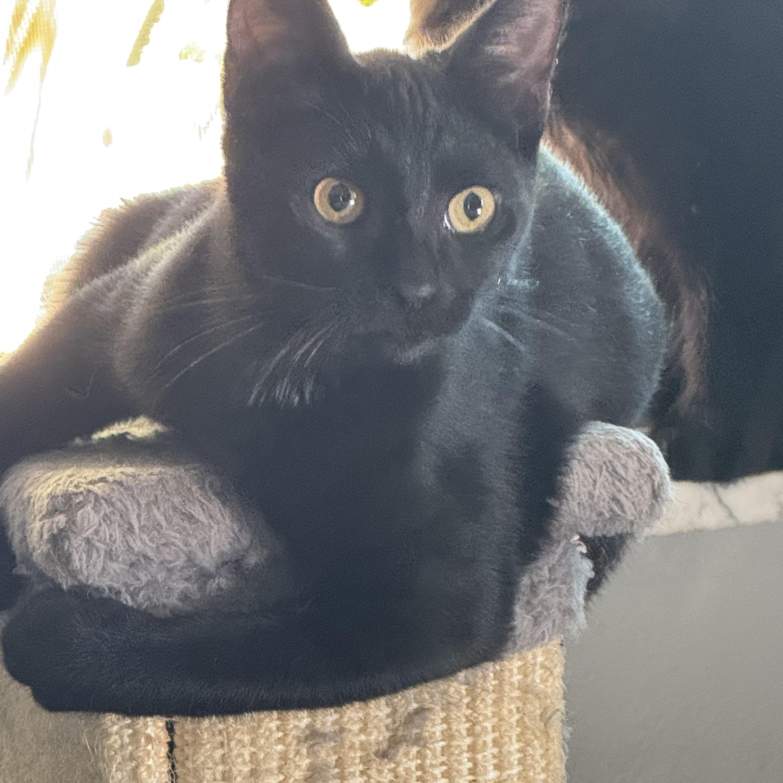 PANTHER, Adoptable, Young Male Bombay.