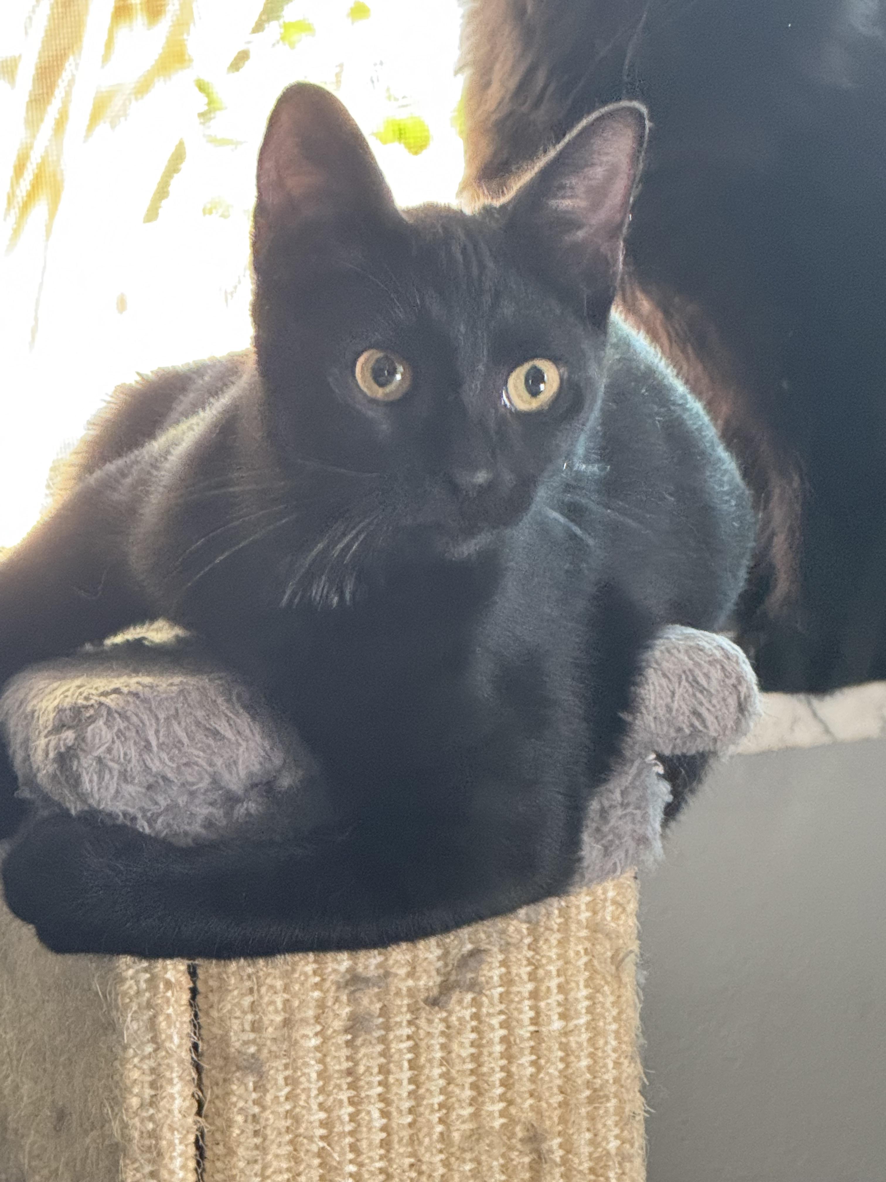 Enlarge PANTHER, a Adoptable Bombay in Kissimmee, FL image 3/6