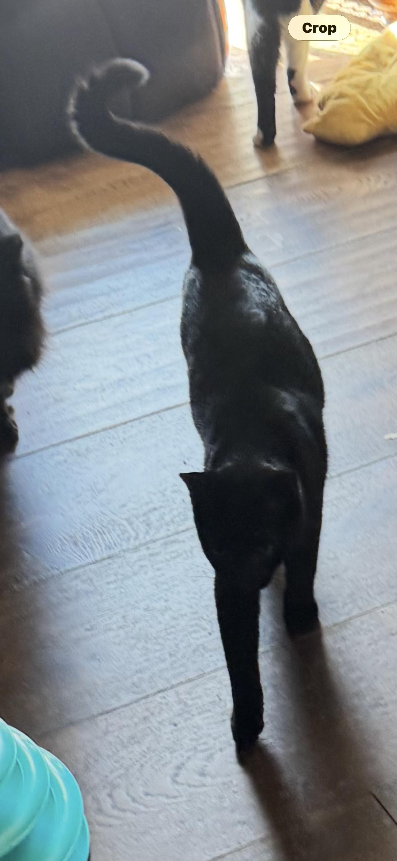 Enlarge PANTHER, a Adoptable Bombay in Kissimmee, FL image 6/6