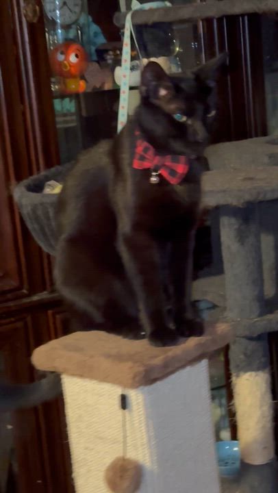 Enlarge PANTHER, an adoptable Bombay in Kissimmee, FL video 6/6