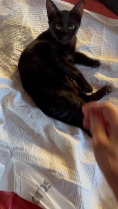 Enlarge PANTHER, a Adoptable Bombay in Kissimmee, FL video 4/6