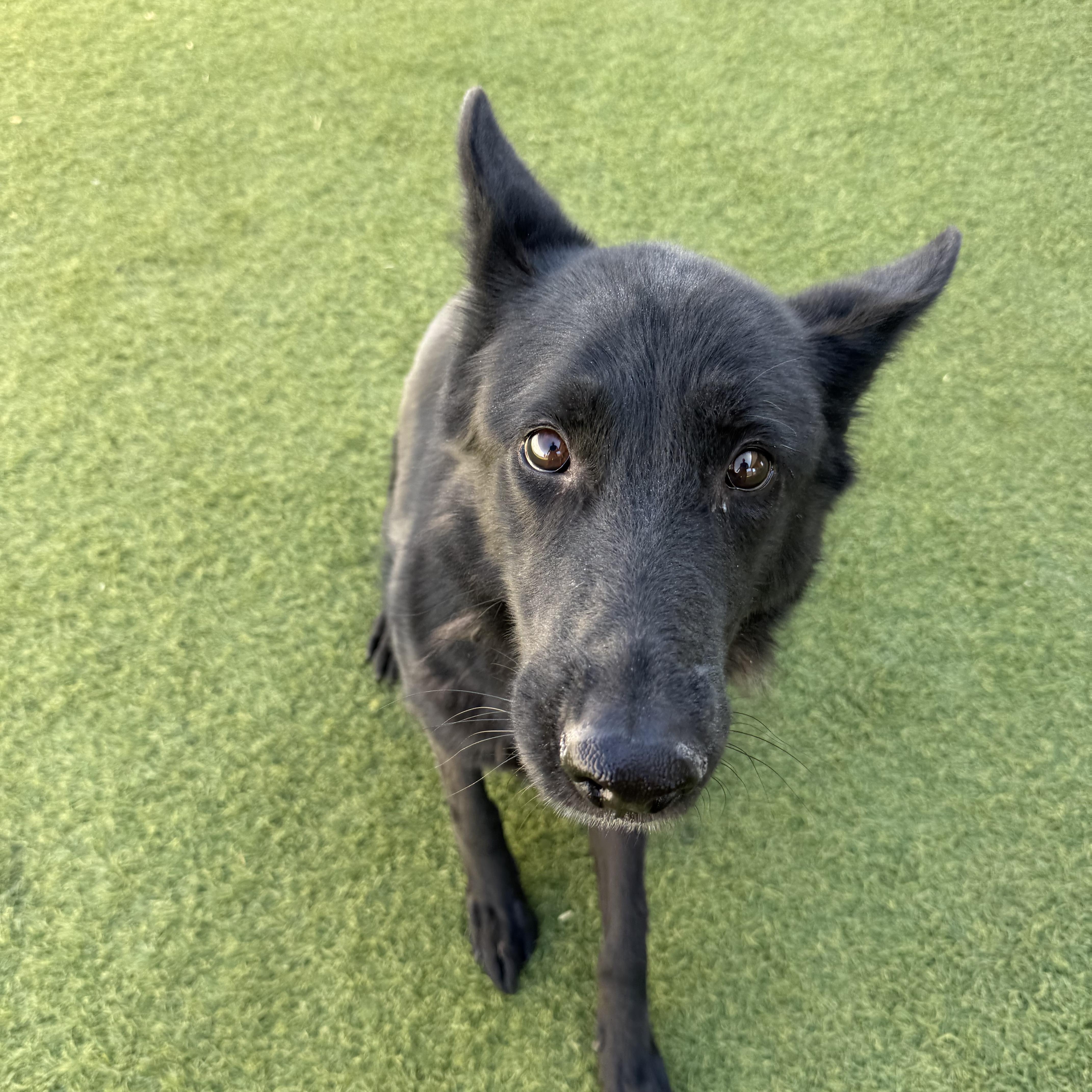 Enlarge Agatha, a ADOPTABLE German Shepherd Dog in Phoenix, AZ image 1/2