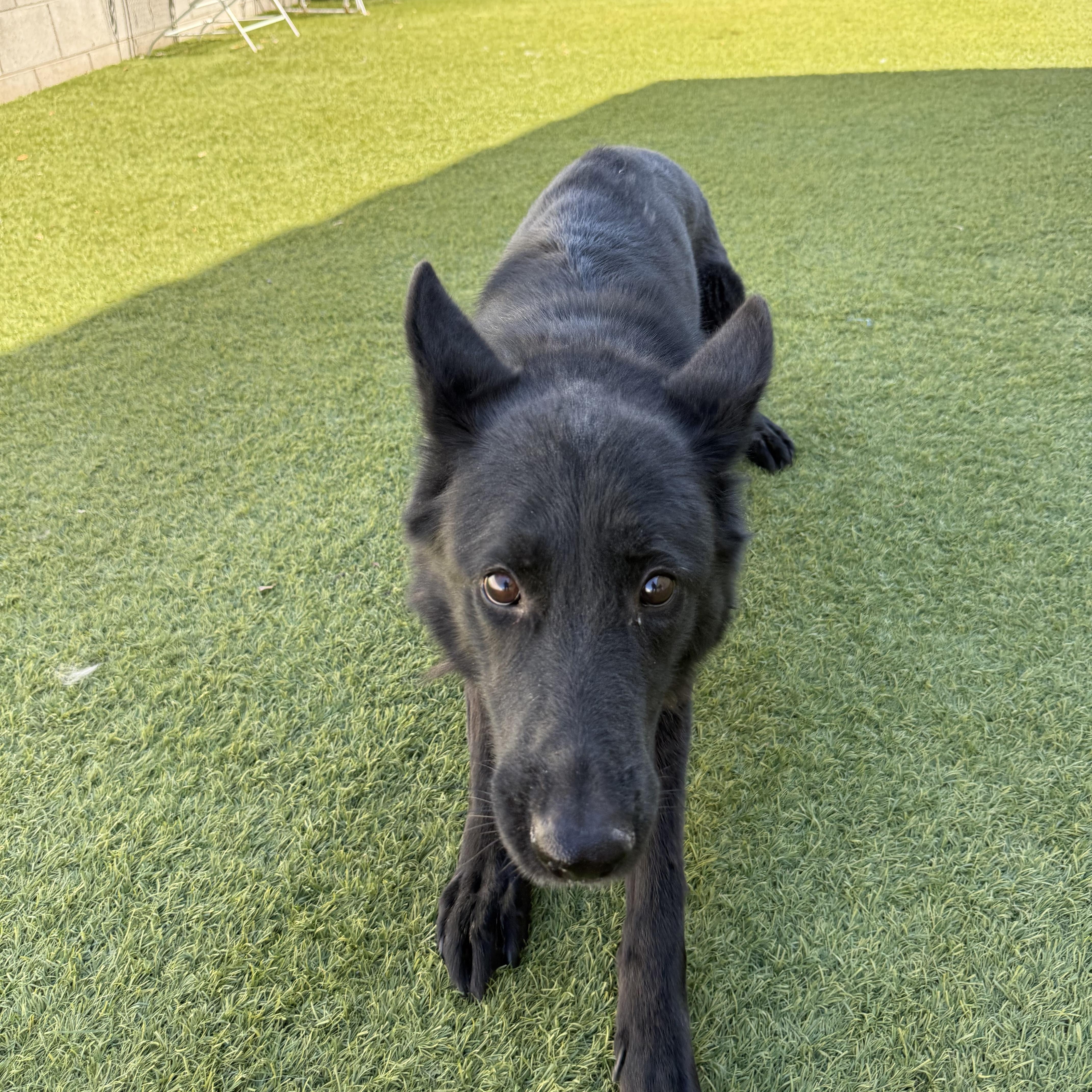 Enlarge Agatha, a ADOPTABLE German Shepherd Dog in Phoenix, AZ image 2/2