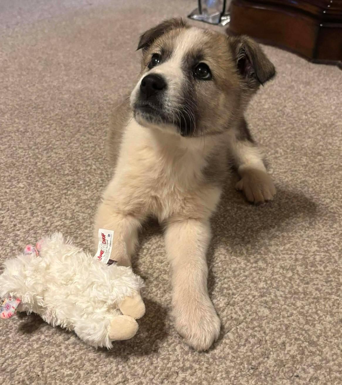 Enlarge Pike , a ADOPTABLE mixed breed in Kiowa, OK image 2/6