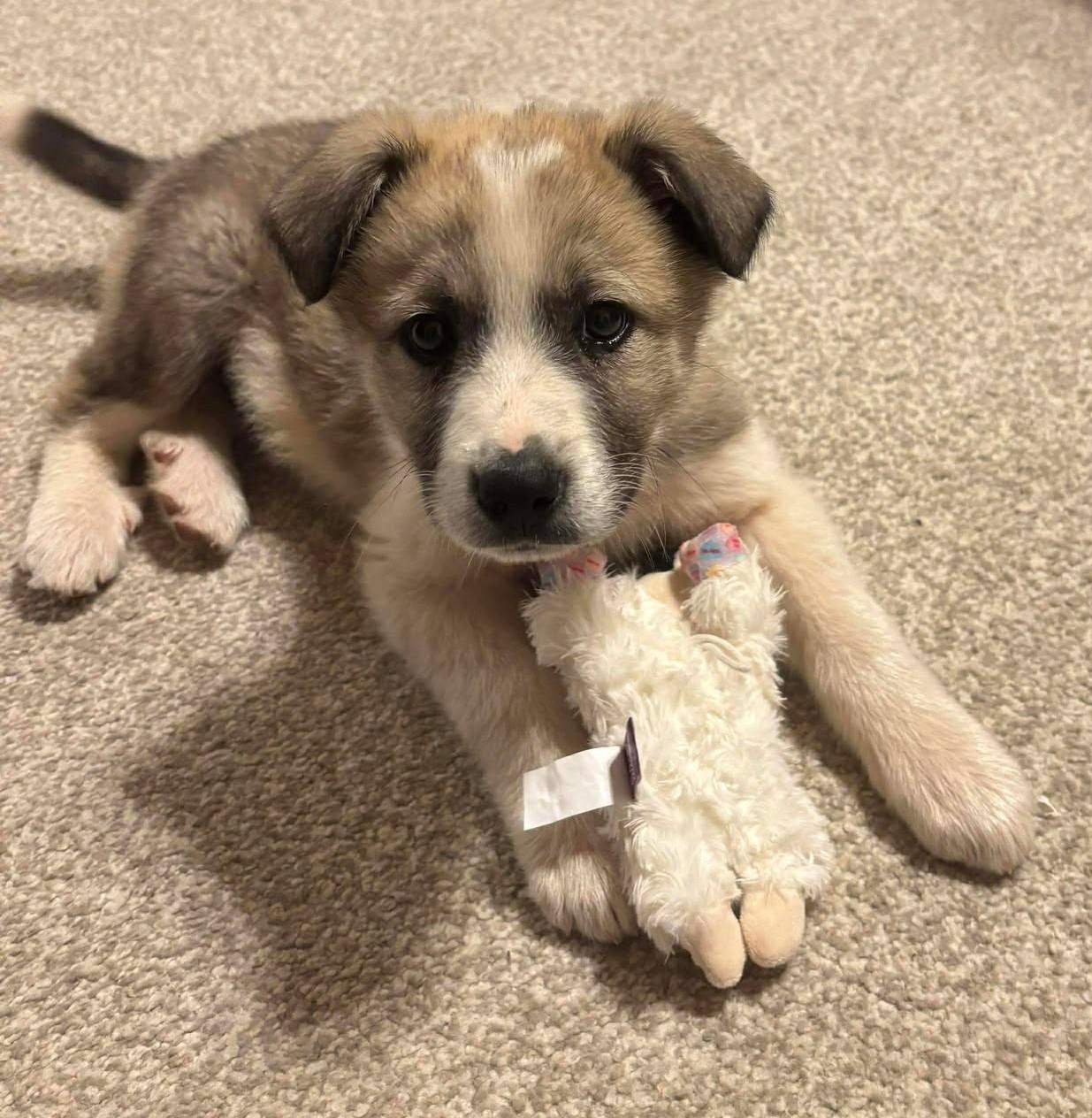 Pike , ADOPTABLE, Puppy Male Great Pyrenees.