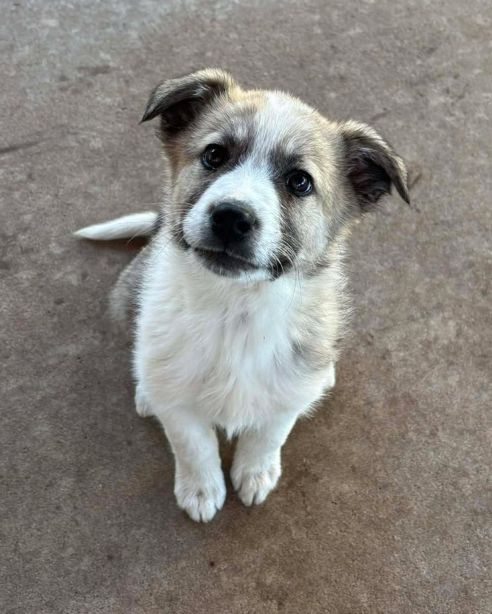 Enlarge Pike , a ADOPTABLE mixed breed in Kiowa, OK image 4/6
