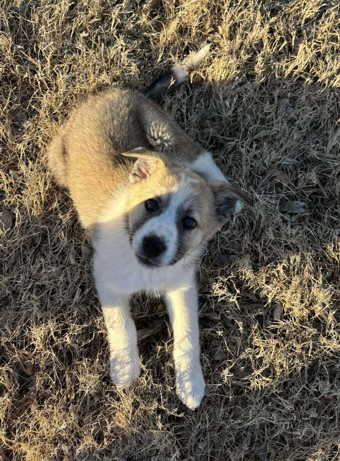Enlarge Pike , a ADOPTABLE mixed breed in Kiowa, OK image 5/6