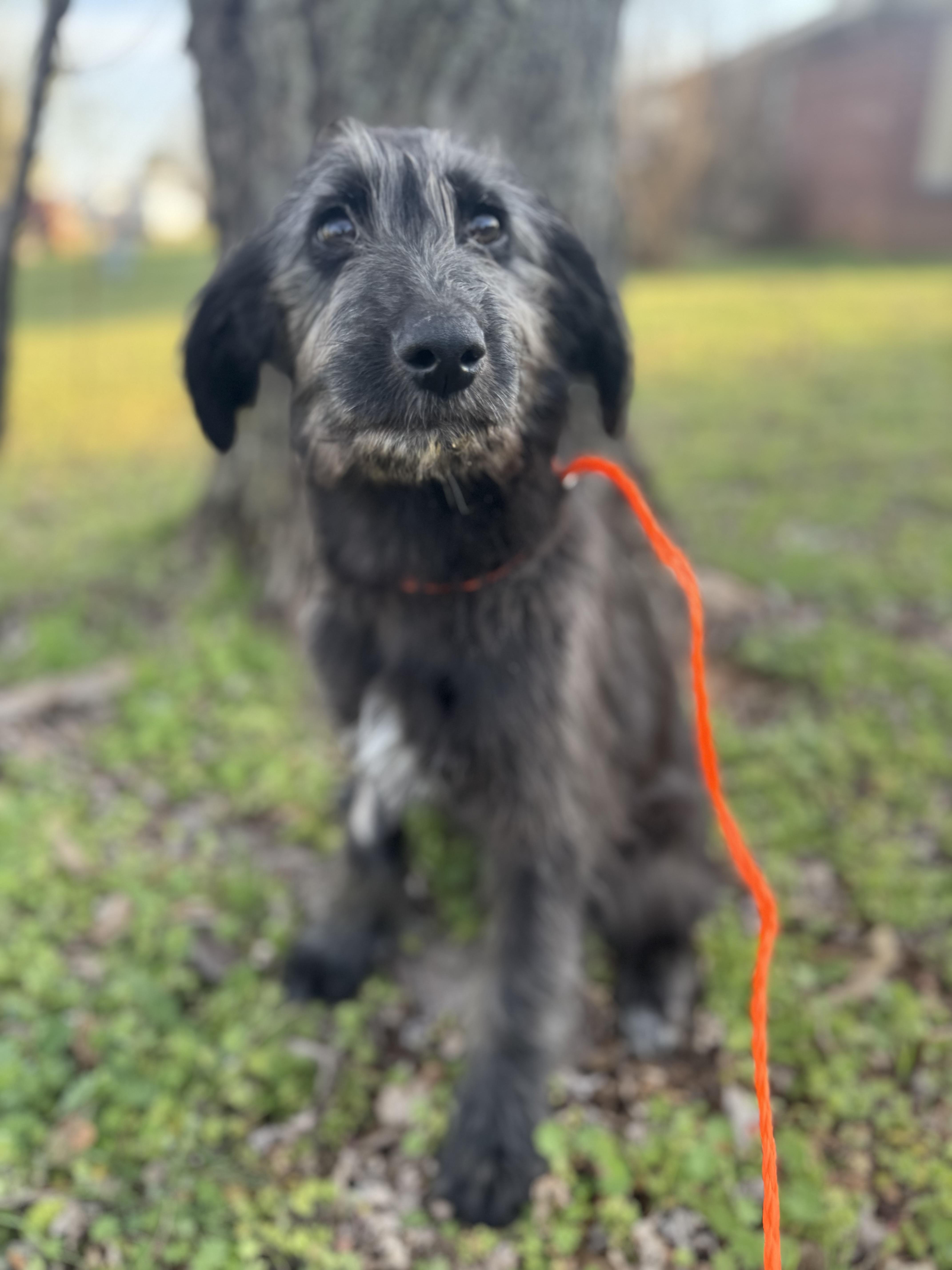 Enlarge Rumi , an adopted Labradoodle in Cushing, OK image 1/4