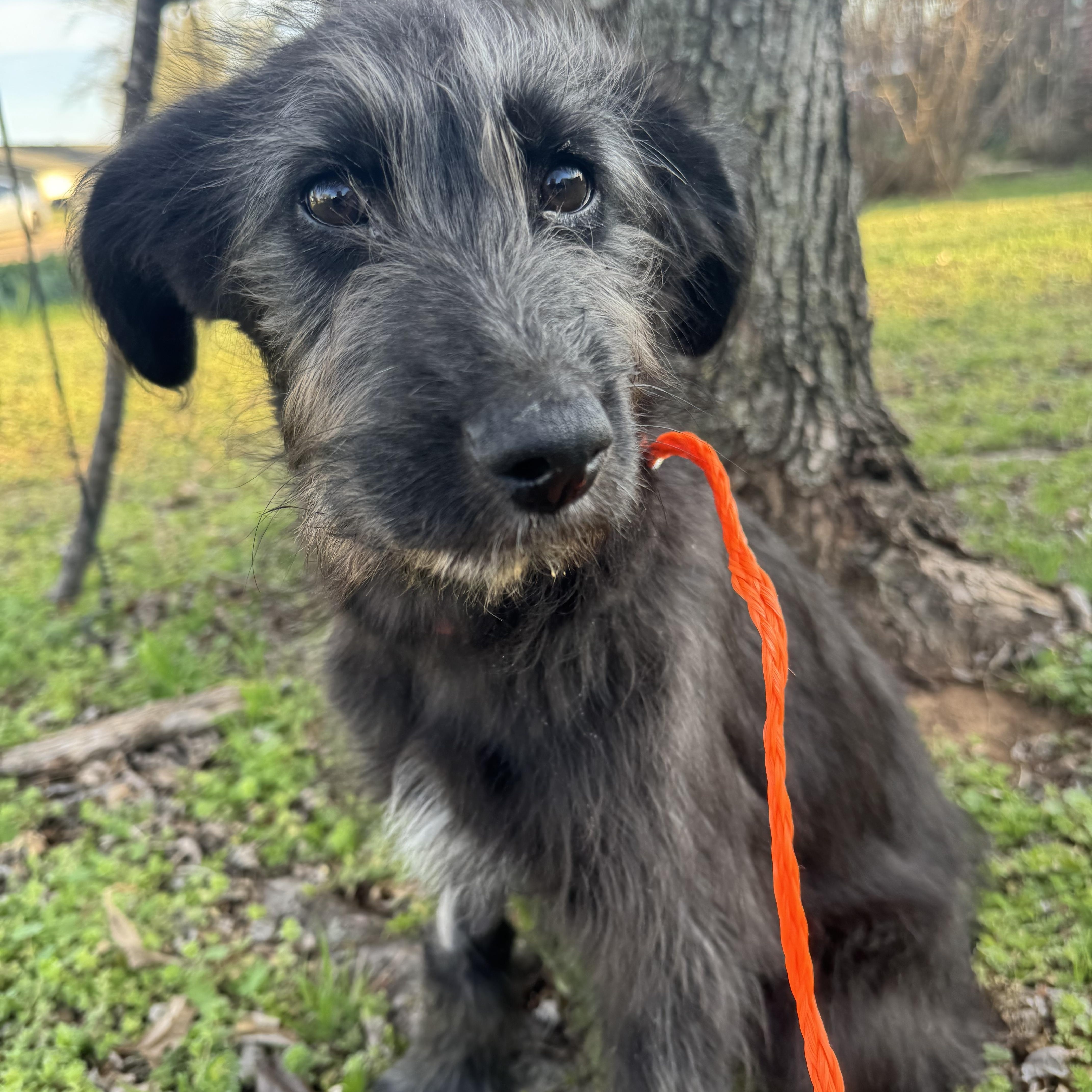 Enlarge Rumi , an adopted Labradoodle in Cushing, OK image 4/4