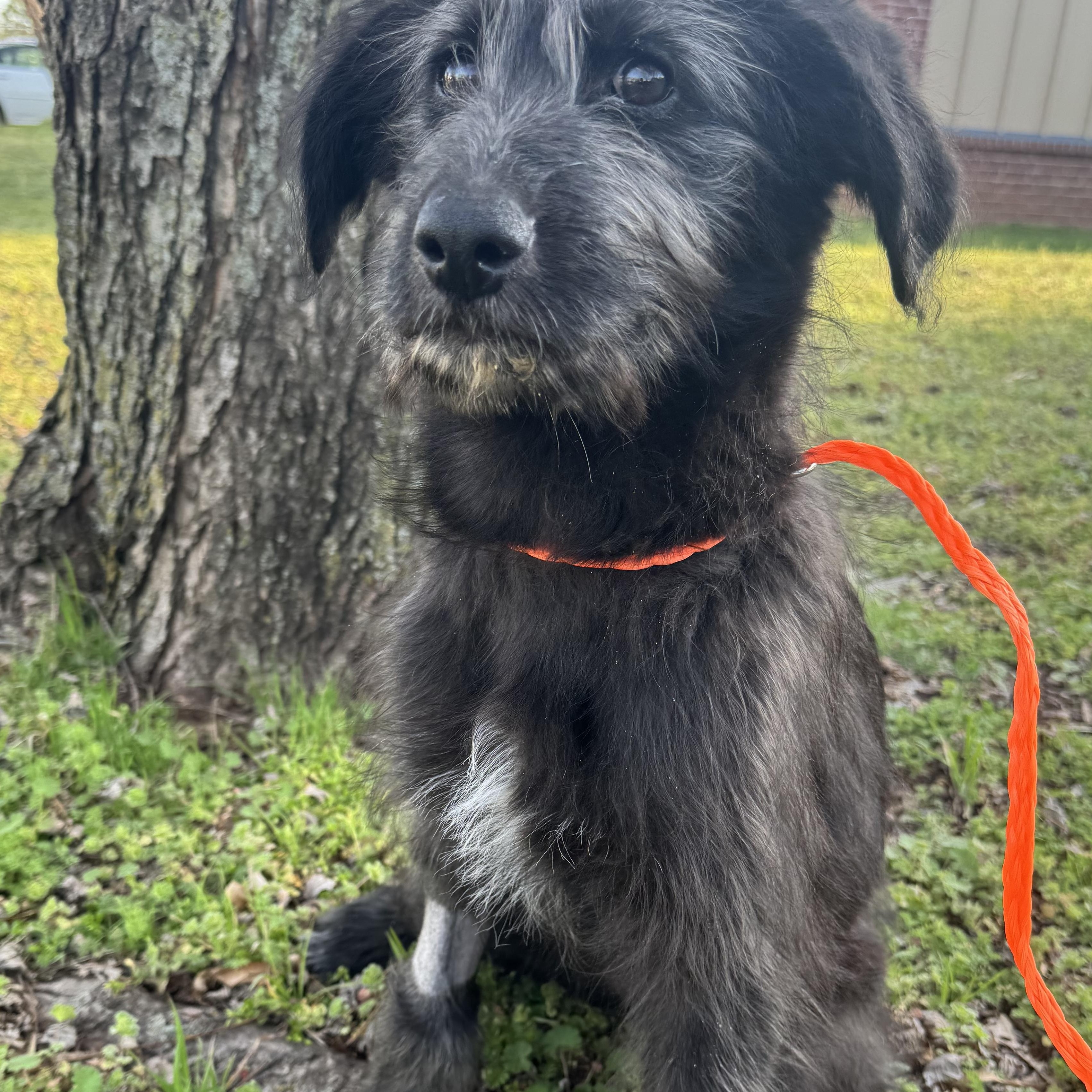 Enlarge Rumi , an adopted Labradoodle in Cushing, OK image 2/4