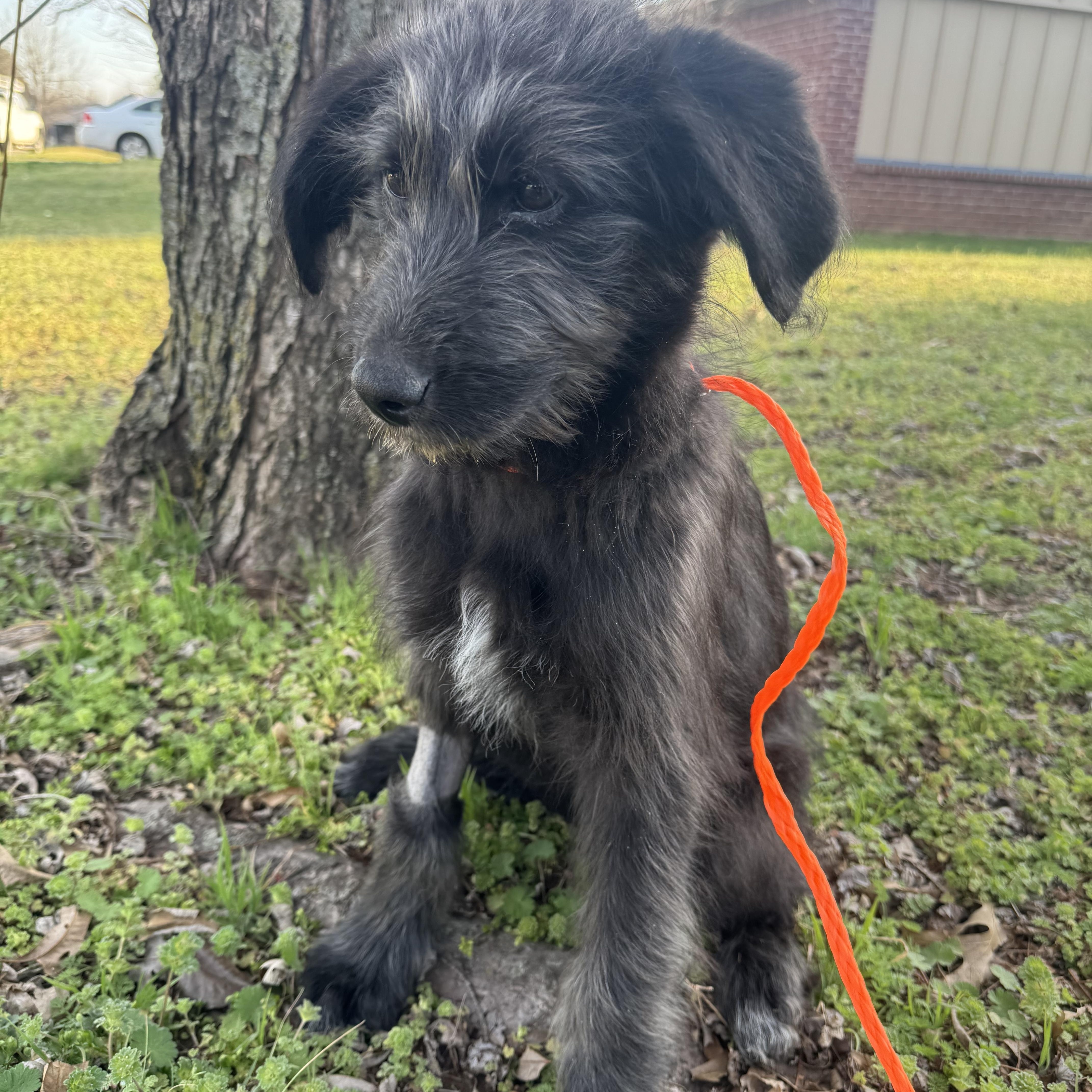 Enlarge Rumi , an adopted Labradoodle in Cushing, OK image 3/4