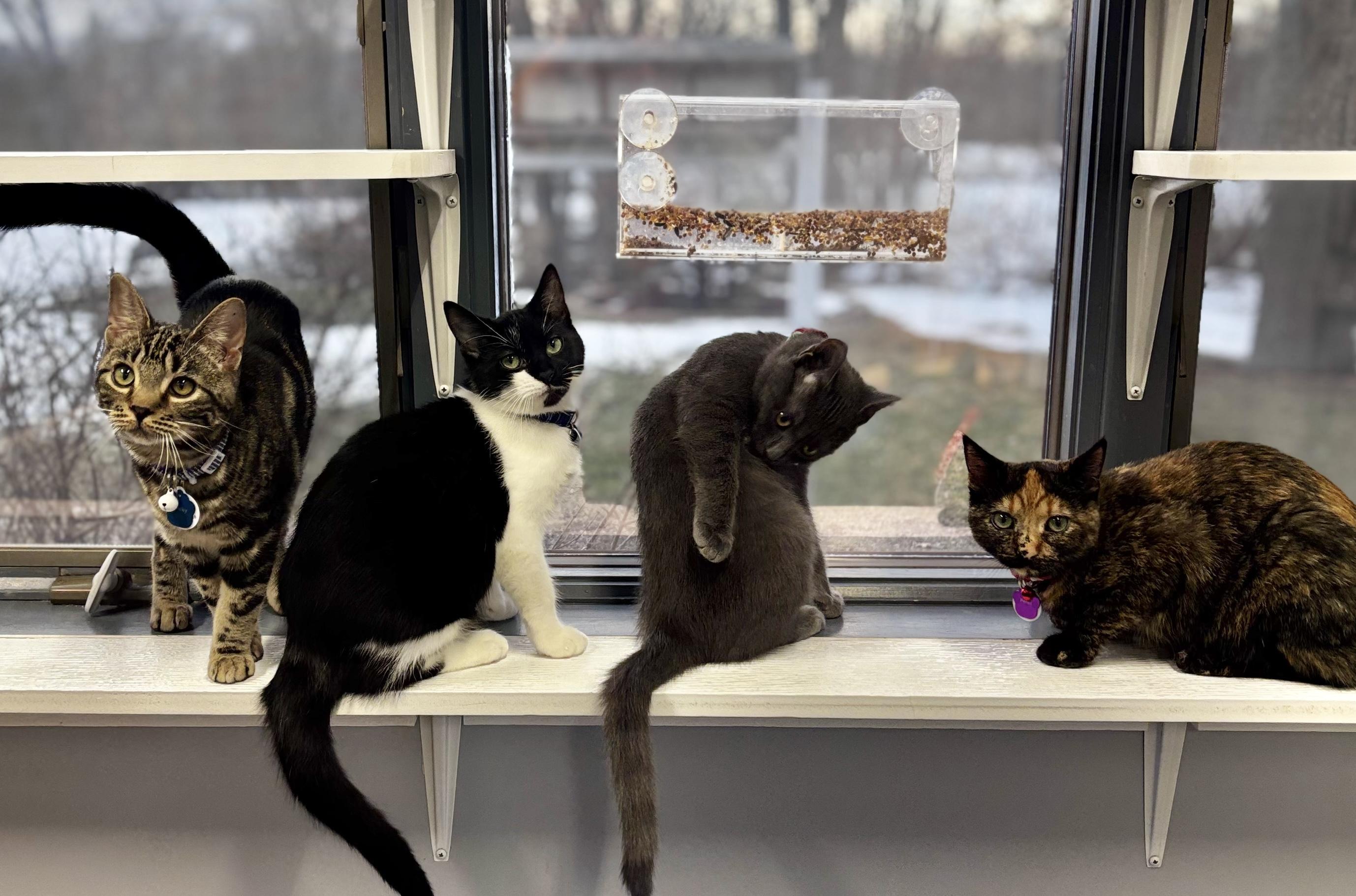 TATER (one of a bonded pair), a Adoptable Domestic Short Hair in Grand Rapids, MI image 3/6