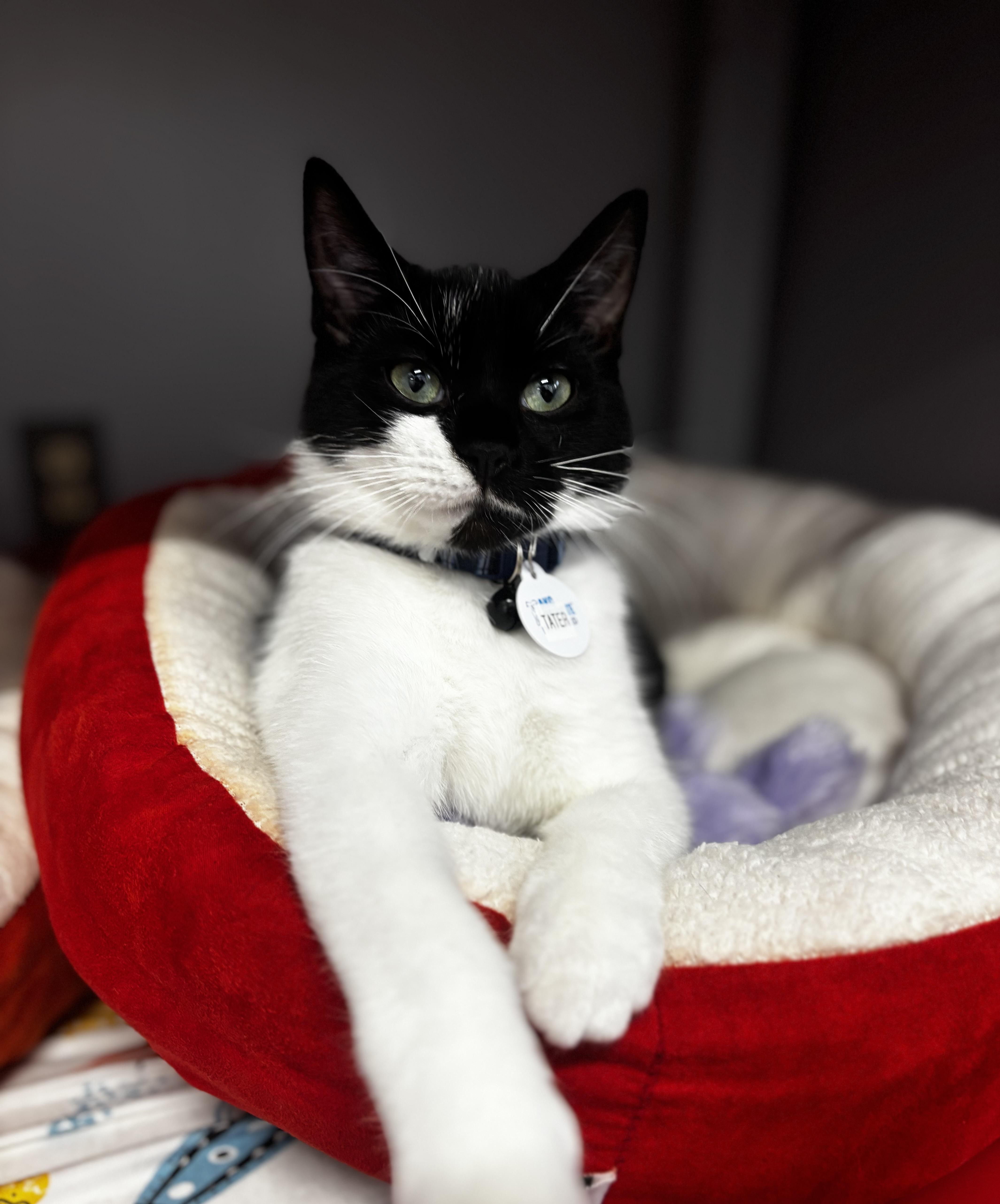 TATER (one of a bonded pair), a Adoptable Domestic Short Hair in Grand Rapids, MI image 2/6