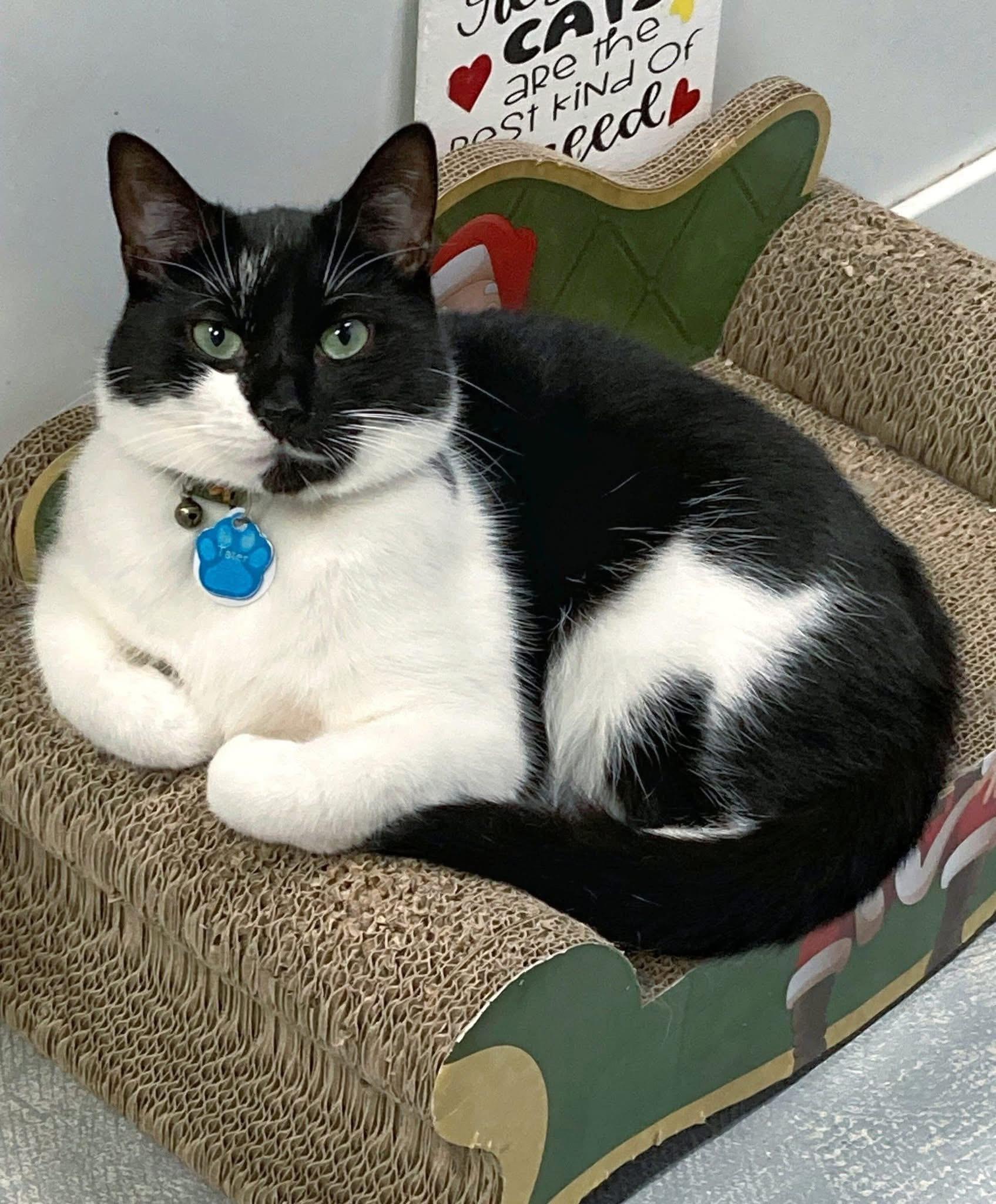 TATER , Adoptable, Adult Male Domestic Short Hair.