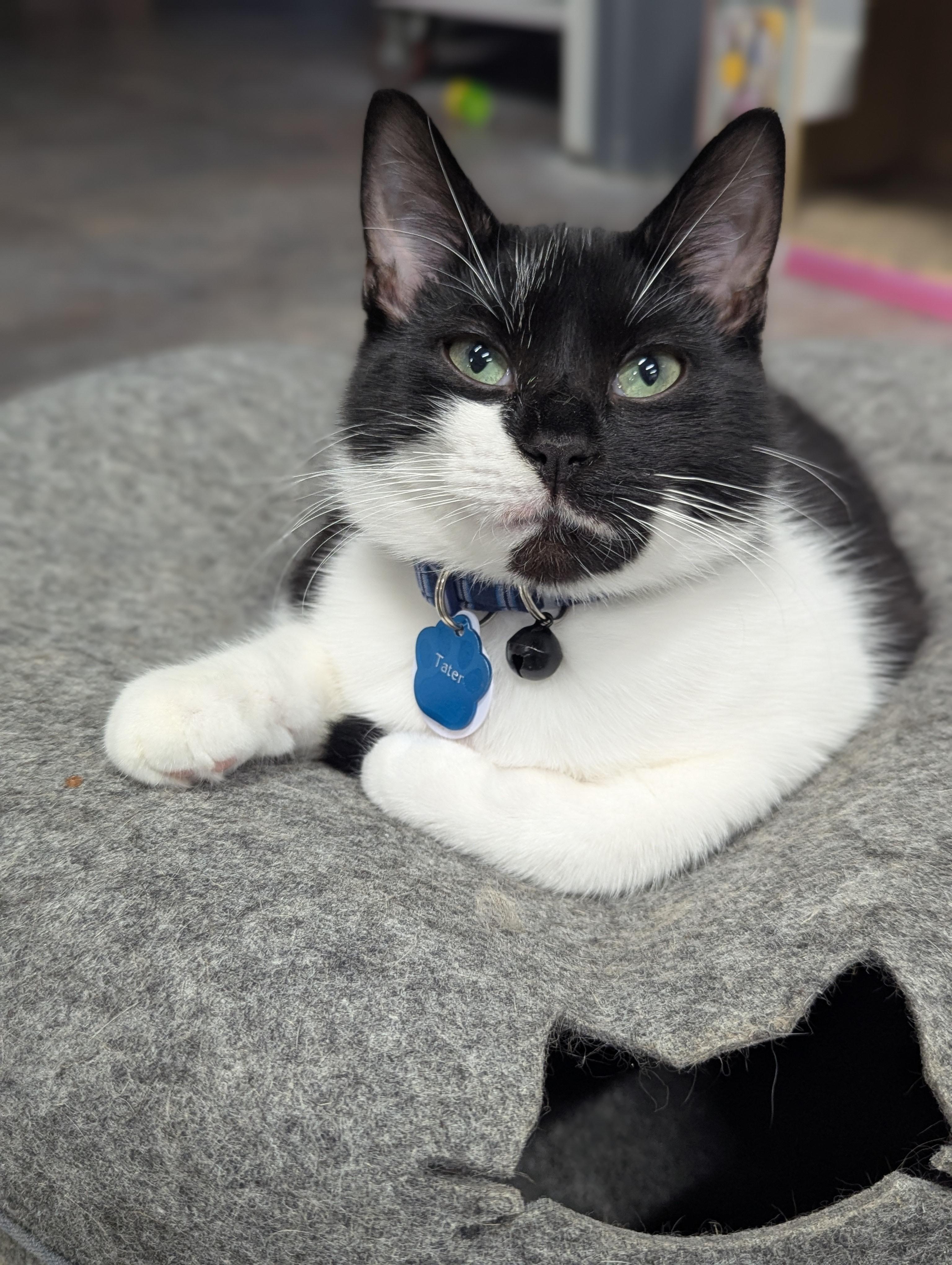 TATER (one of a bonded pair), a Adoptable Domestic Short Hair in Grand Rapids, MI image 1/6