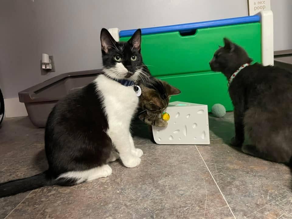 TATER (one of a bonded pair)