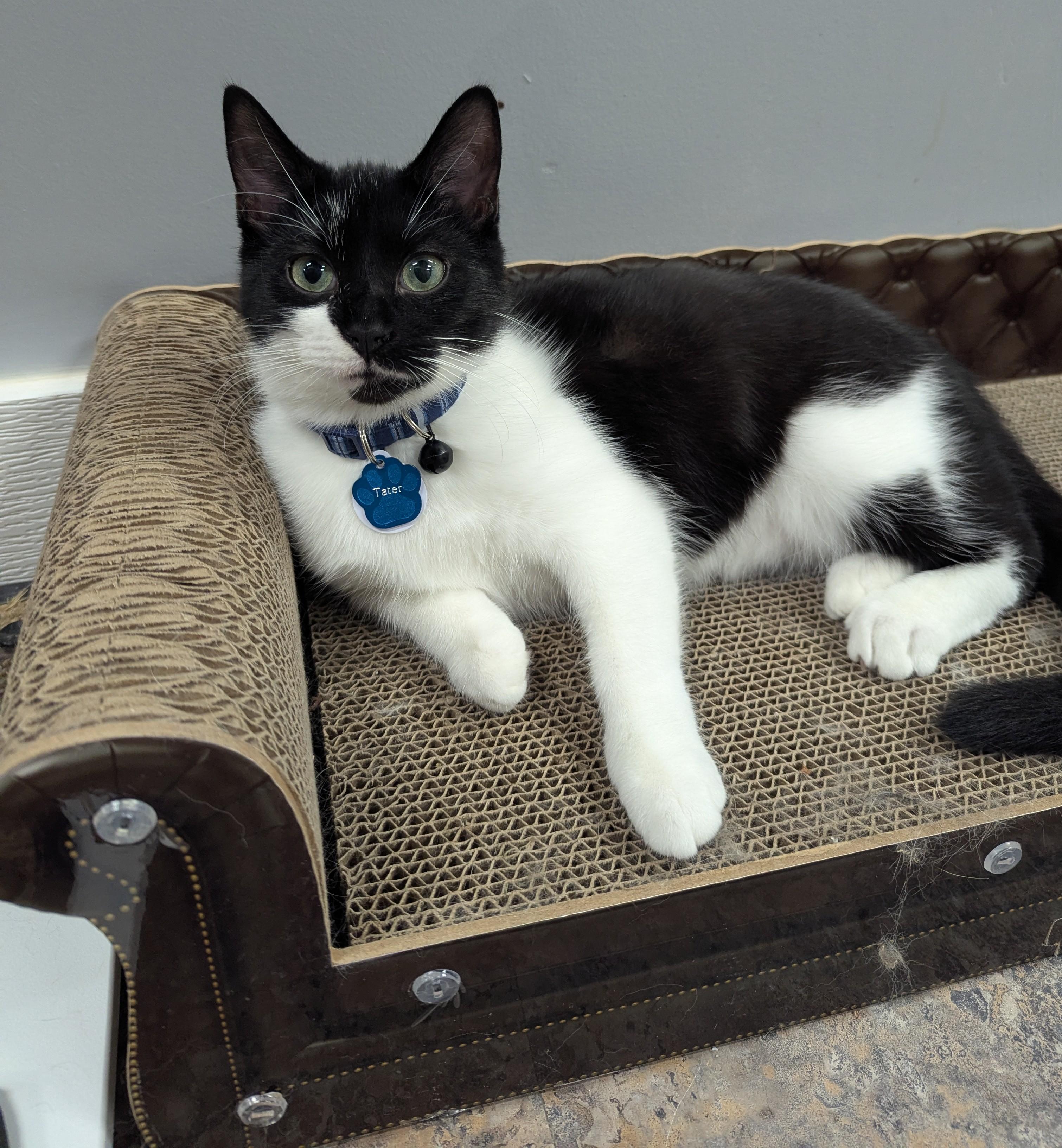 TATER (one of a bonded pair), a Adoptable Domestic Short Hair in Grand Rapids, MI image 5/6