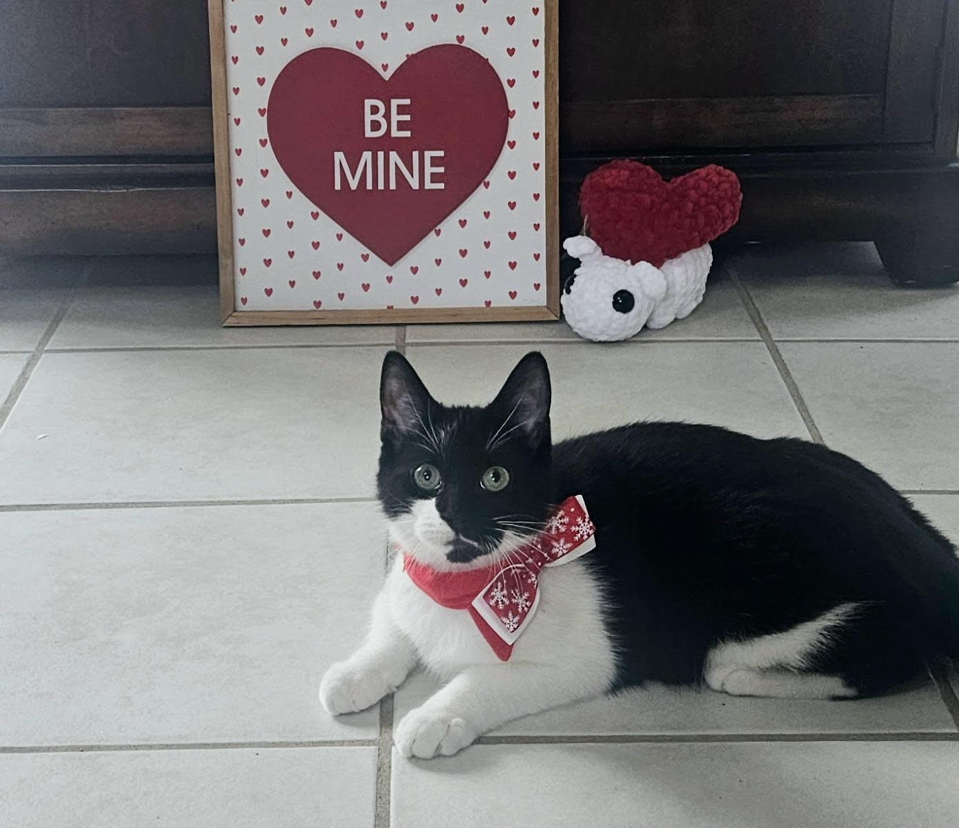 TATER (one of a bonded pair), a Adoptable Domestic Short Hair in Grand Rapids, MI image 6/6