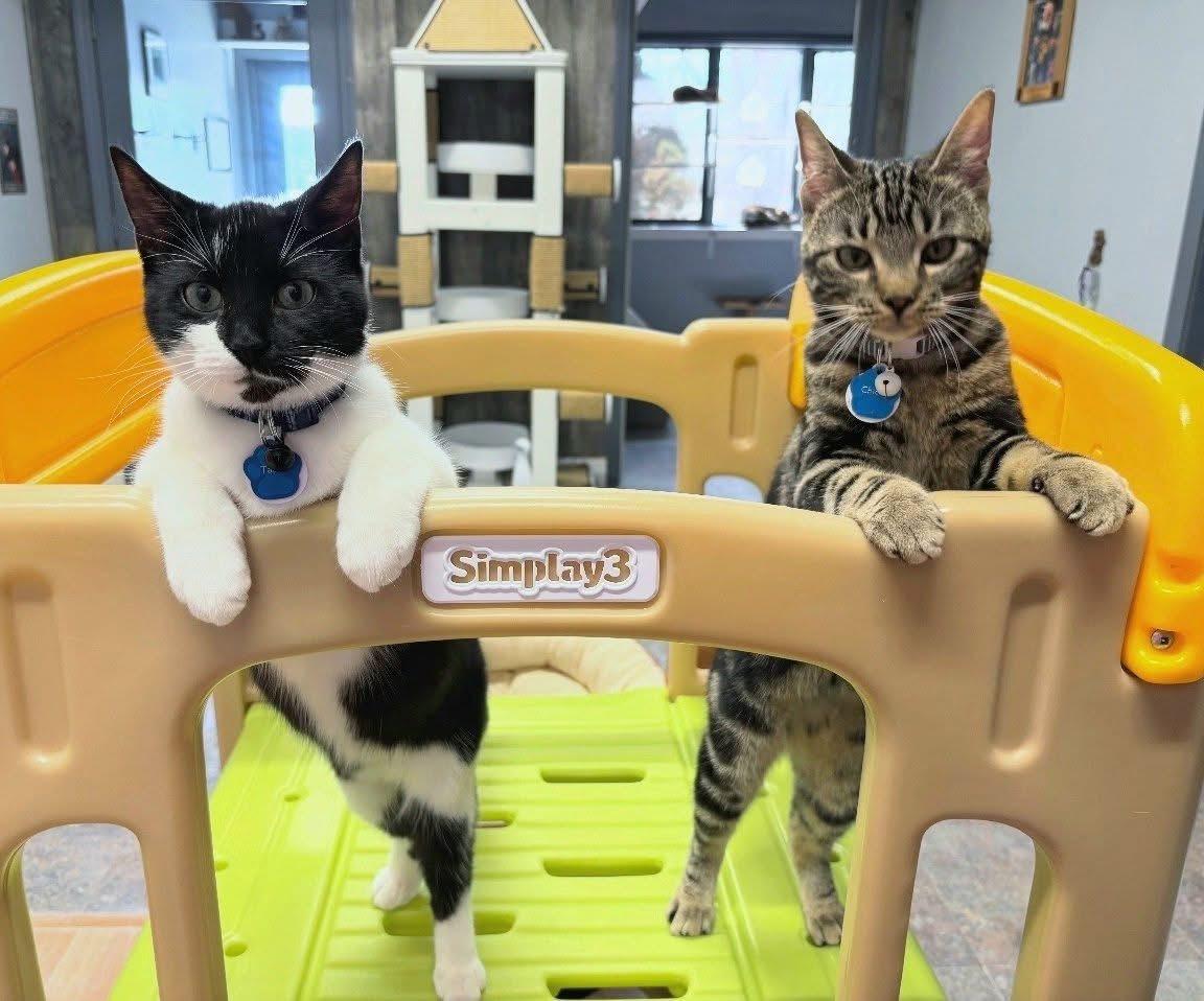 TATER , a Adoptable Domestic Short Hair in Grand Rapids, MI image 6/6