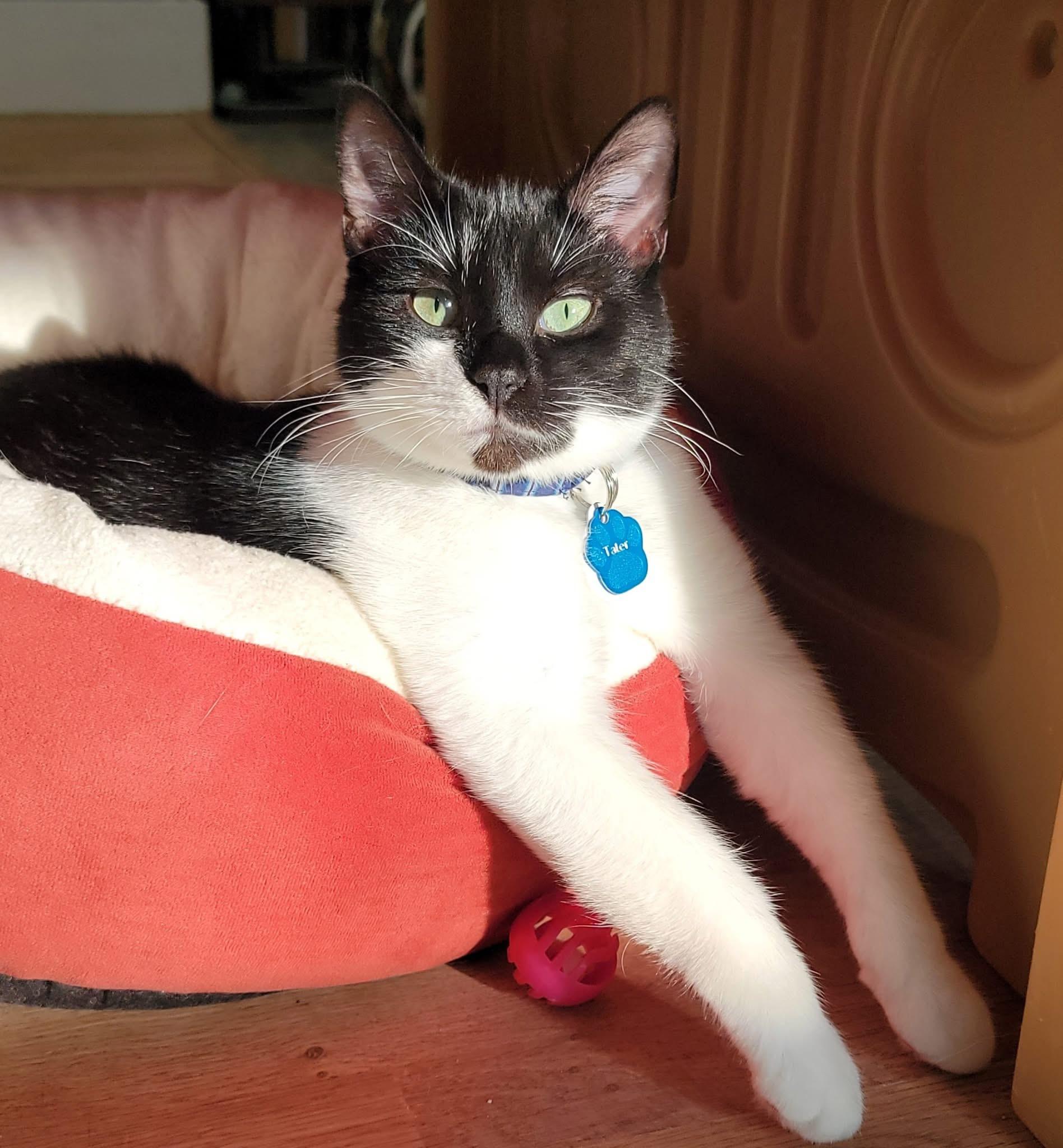 TATER , a Adoptable Domestic Short Hair in Grand Rapids, MI image 5/6