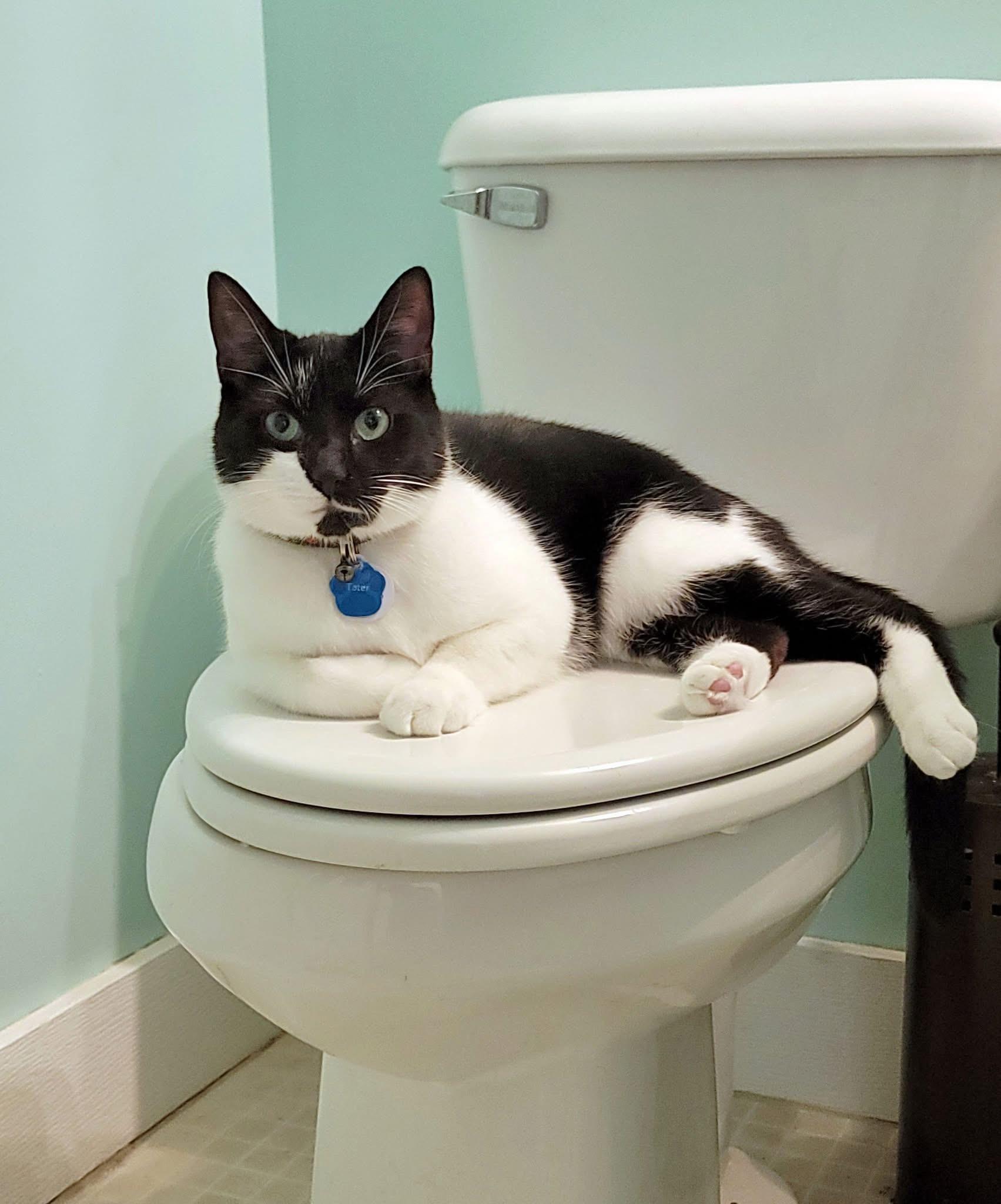 TATER , a Adoptable Domestic Short Hair in Grand Rapids, MI image 4/6