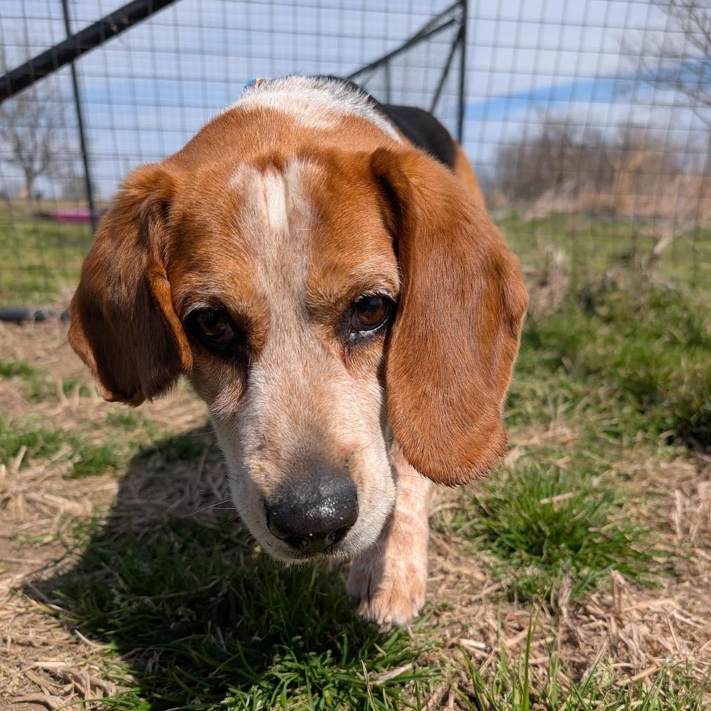 Max, Adoptable, Senior Male Beagle.