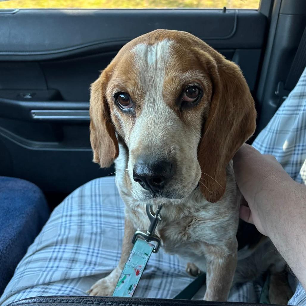 Max, a Adoptable Beagle in Nowata, OK image 2/2