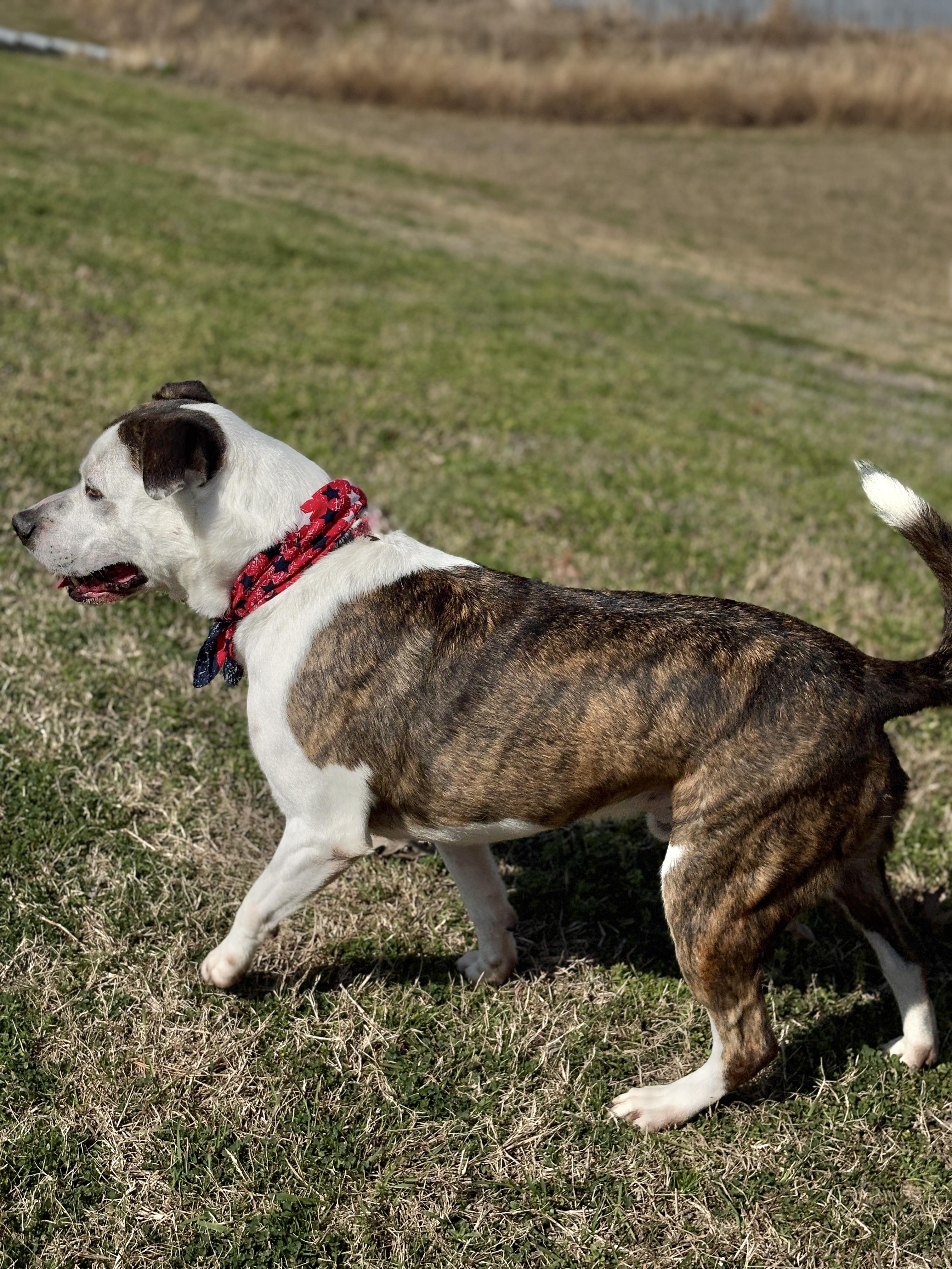Enlarge MERRICK- gorgeous!, a Adoptable mixed breed in Richmond, VA image 5/6