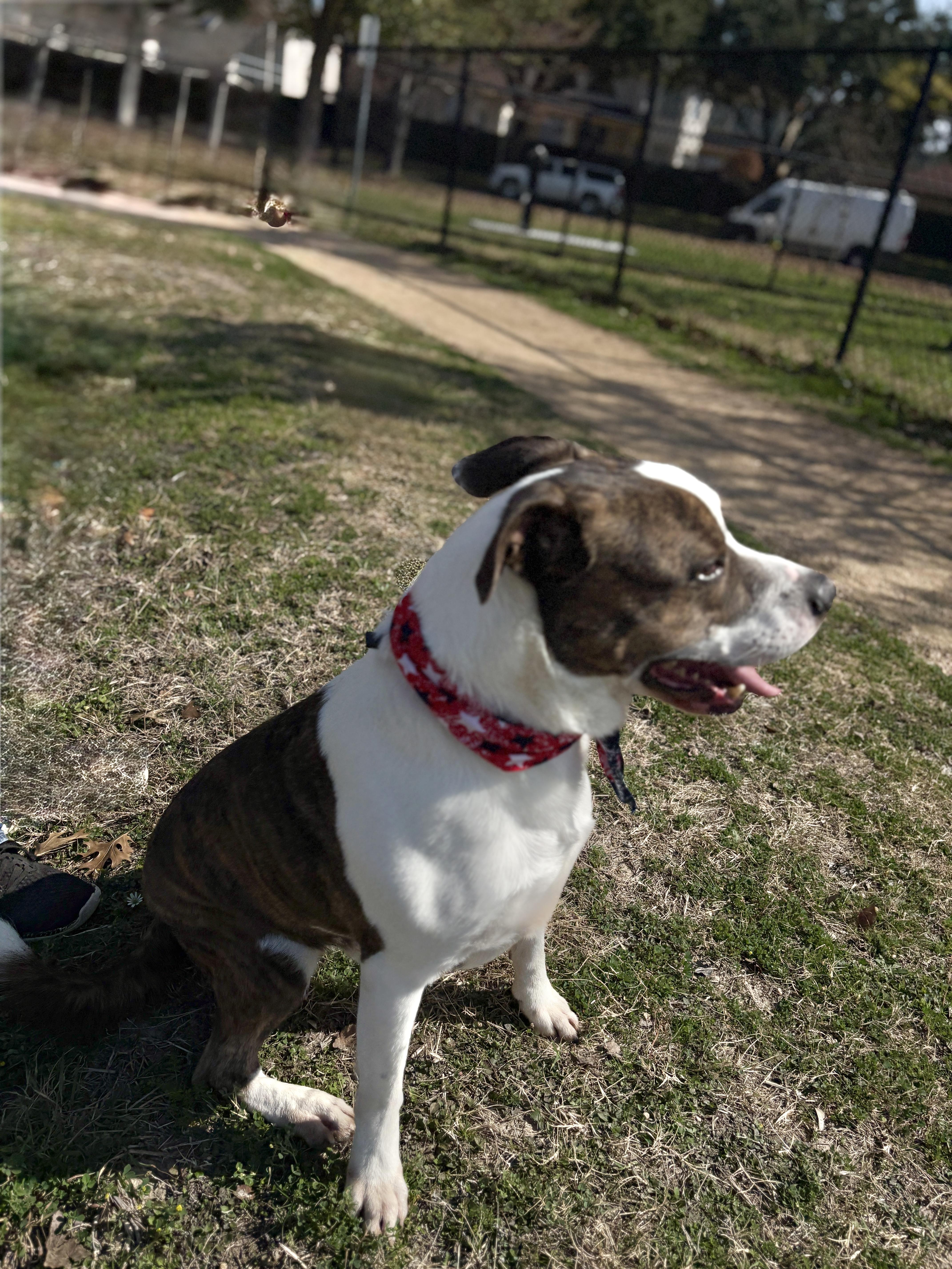 Enlarge MERRICK- gorgeous!, a Adoptable mixed breed in Richmond, VA image 6/6